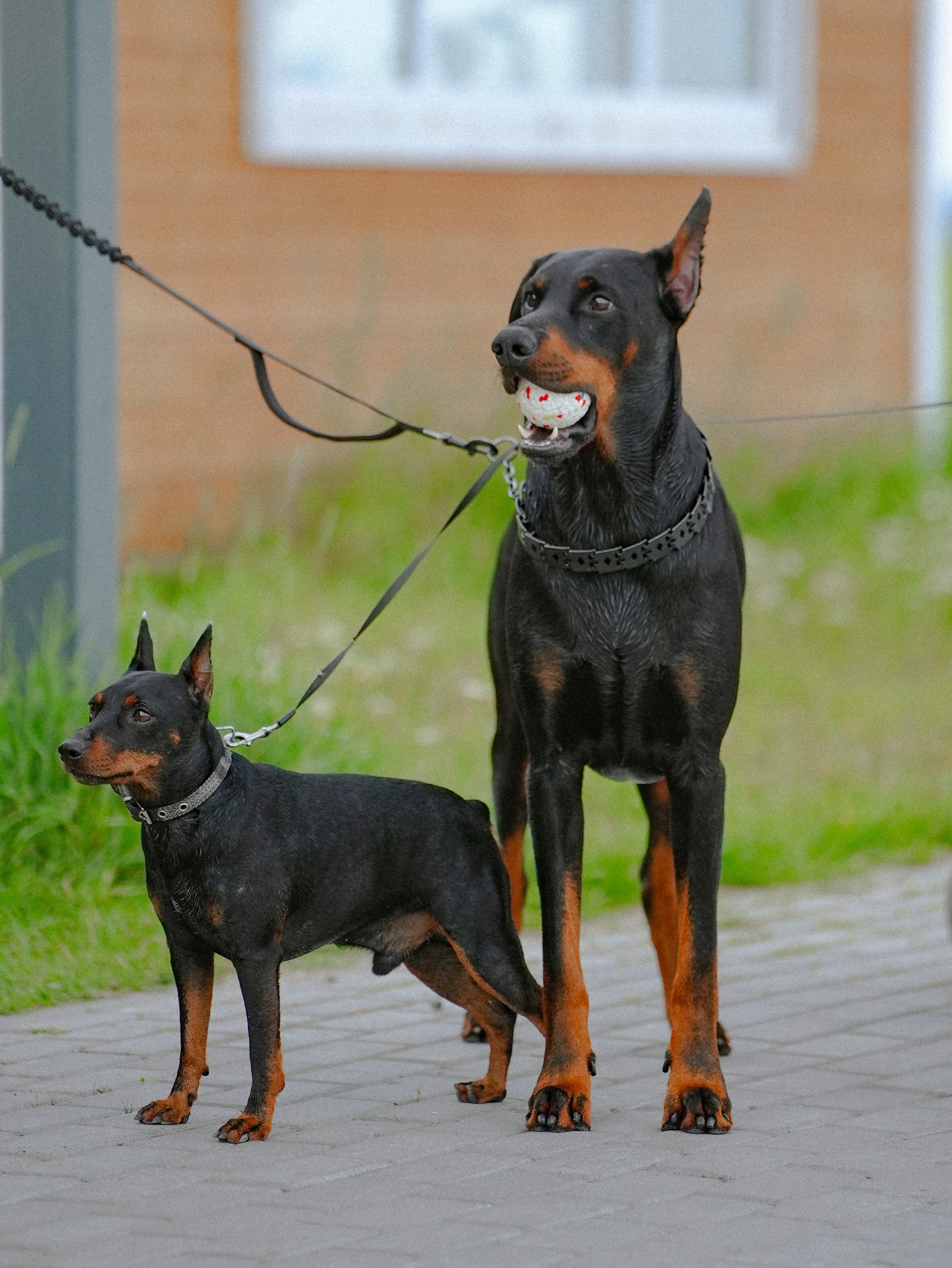 2025. Стрит-фотография, полная абсурда, идиотизма и красоты