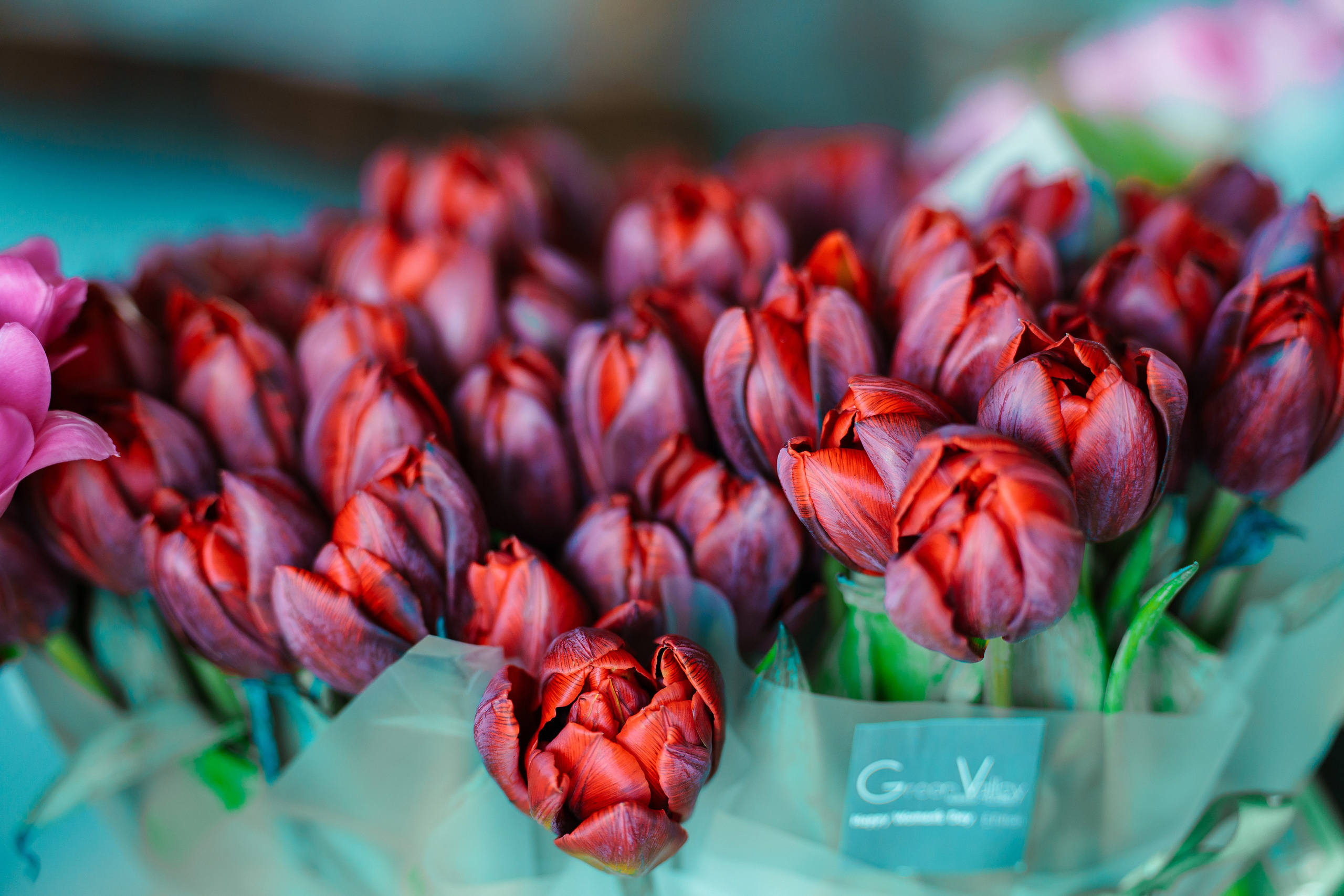 8 March. Семейный и детский фотограф на Кипре Елена