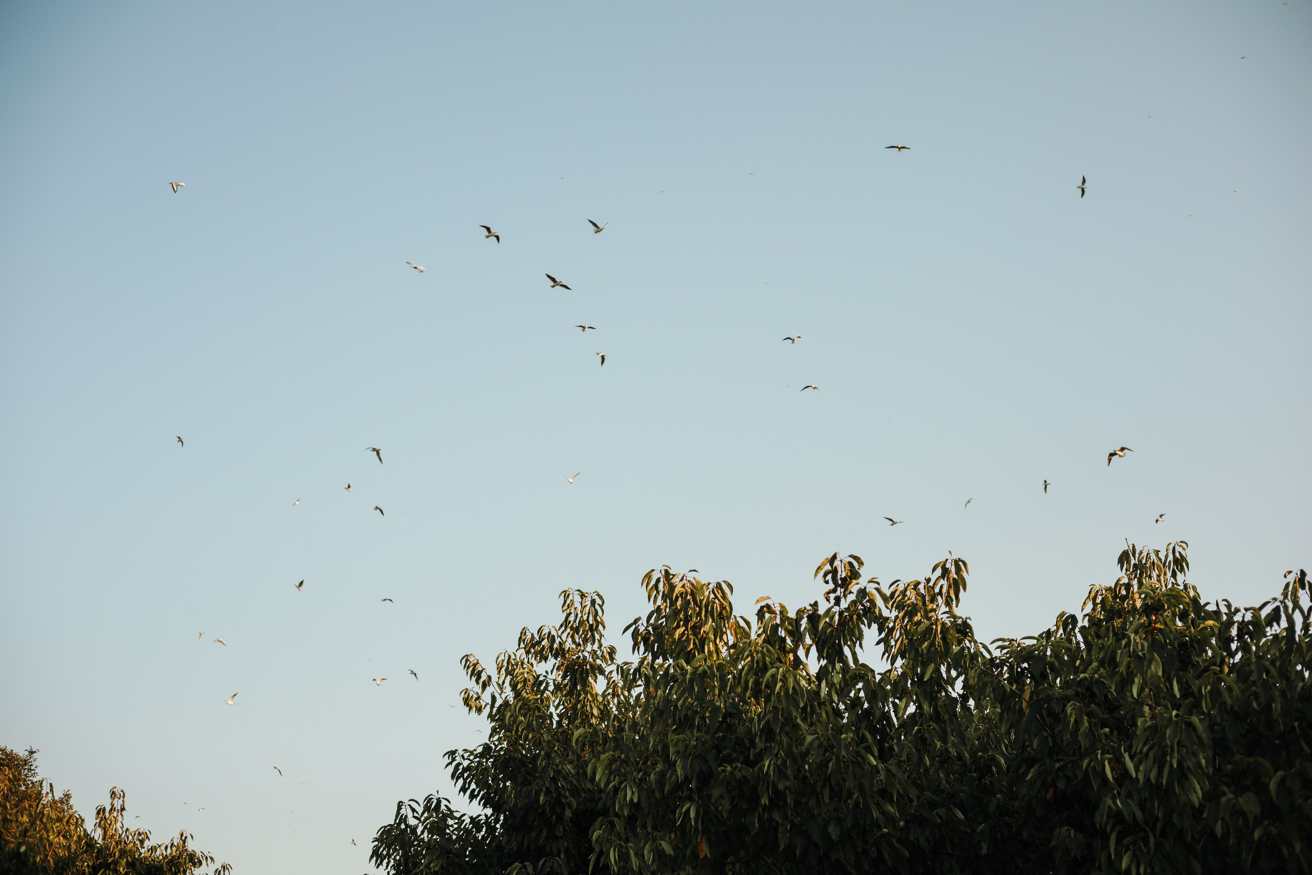 Катя и Бро. Фотограф-анималист | Белград
