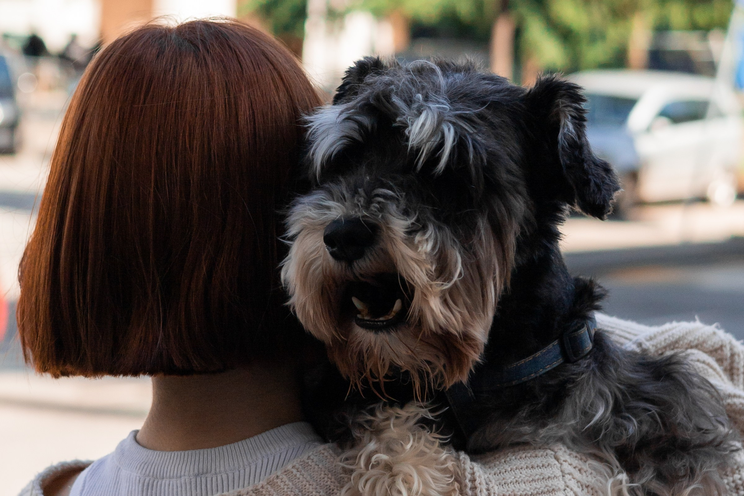 Алёна и Джерри. Фотограф-анималист | Белград