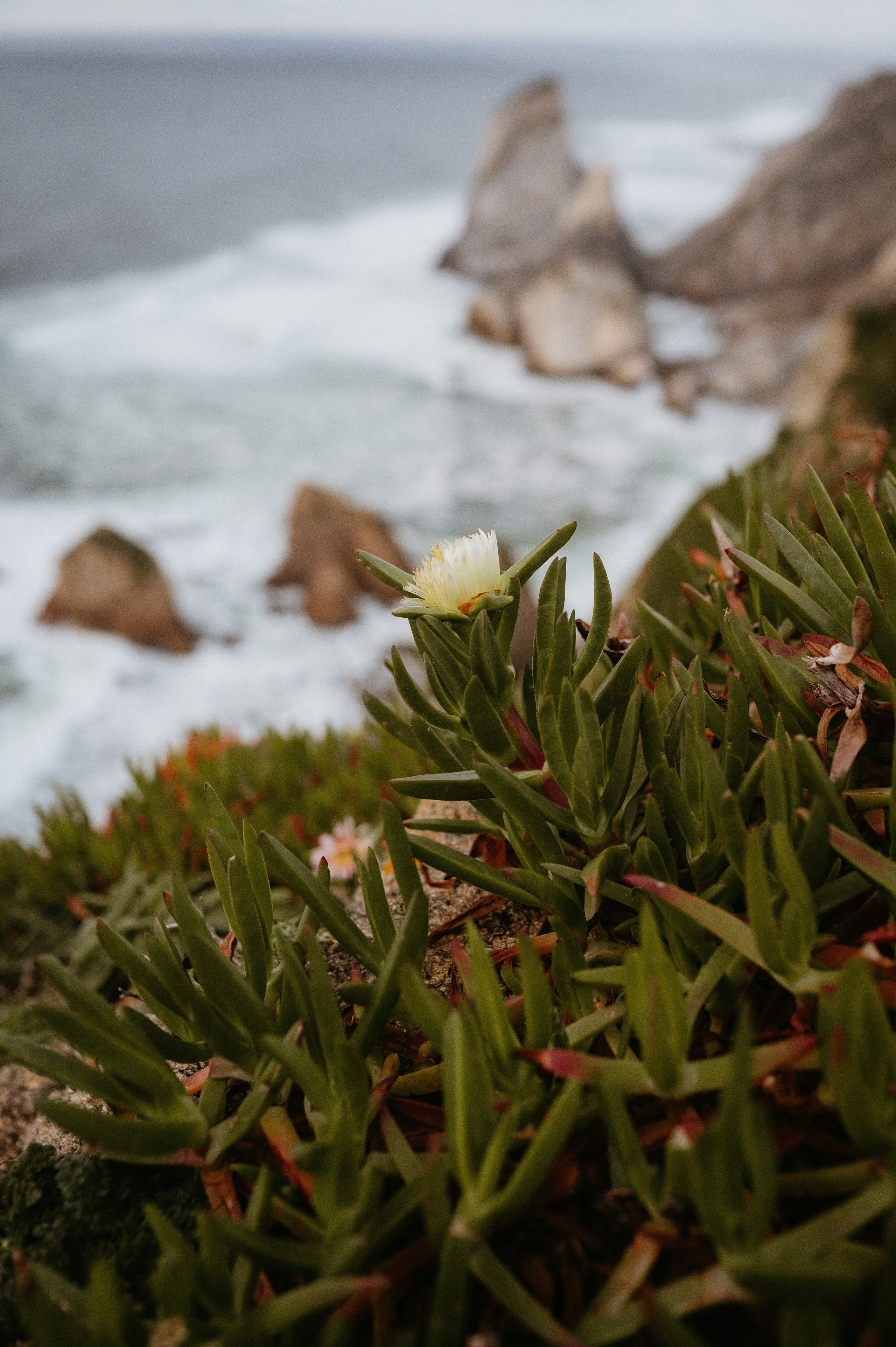 Praia da Ursa – ședință foto de cuplu într-un loc magic din Portugalia. Valentin Melen — wedding photographer