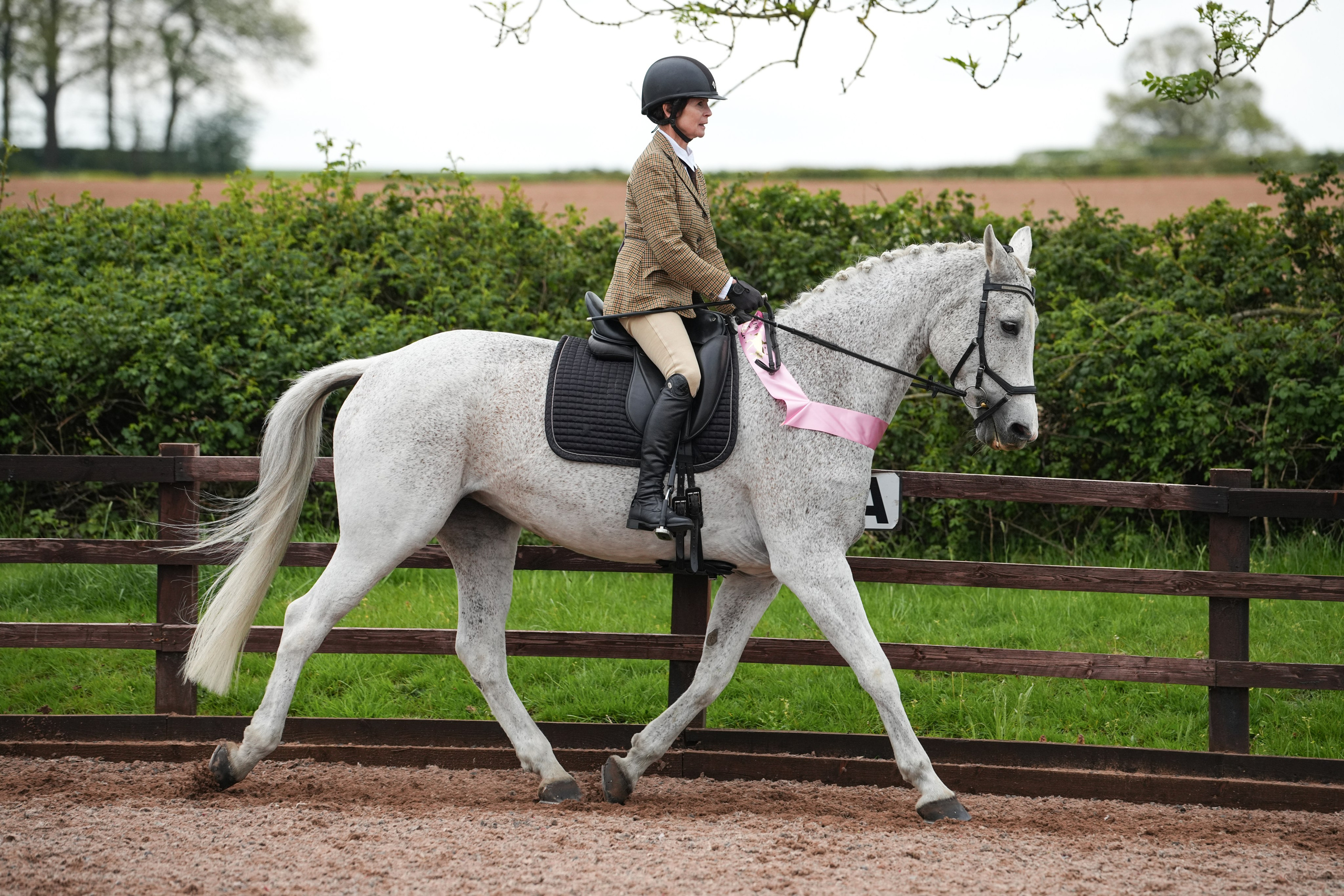Showing. Leicestershire Equine Photography by El | Authentic Equine Portraits & Events
