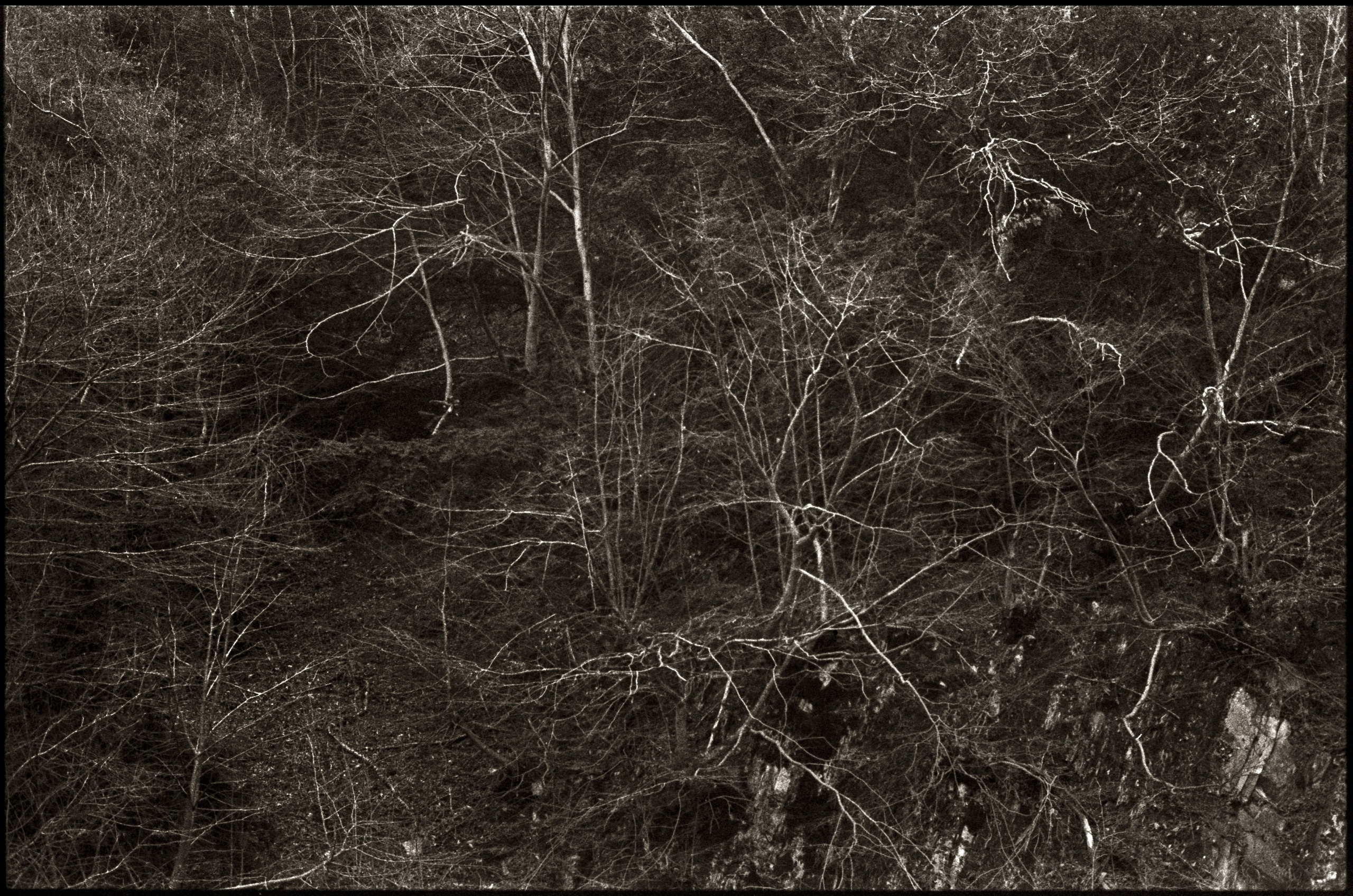 NATURE. Www.sananaleskerov.com