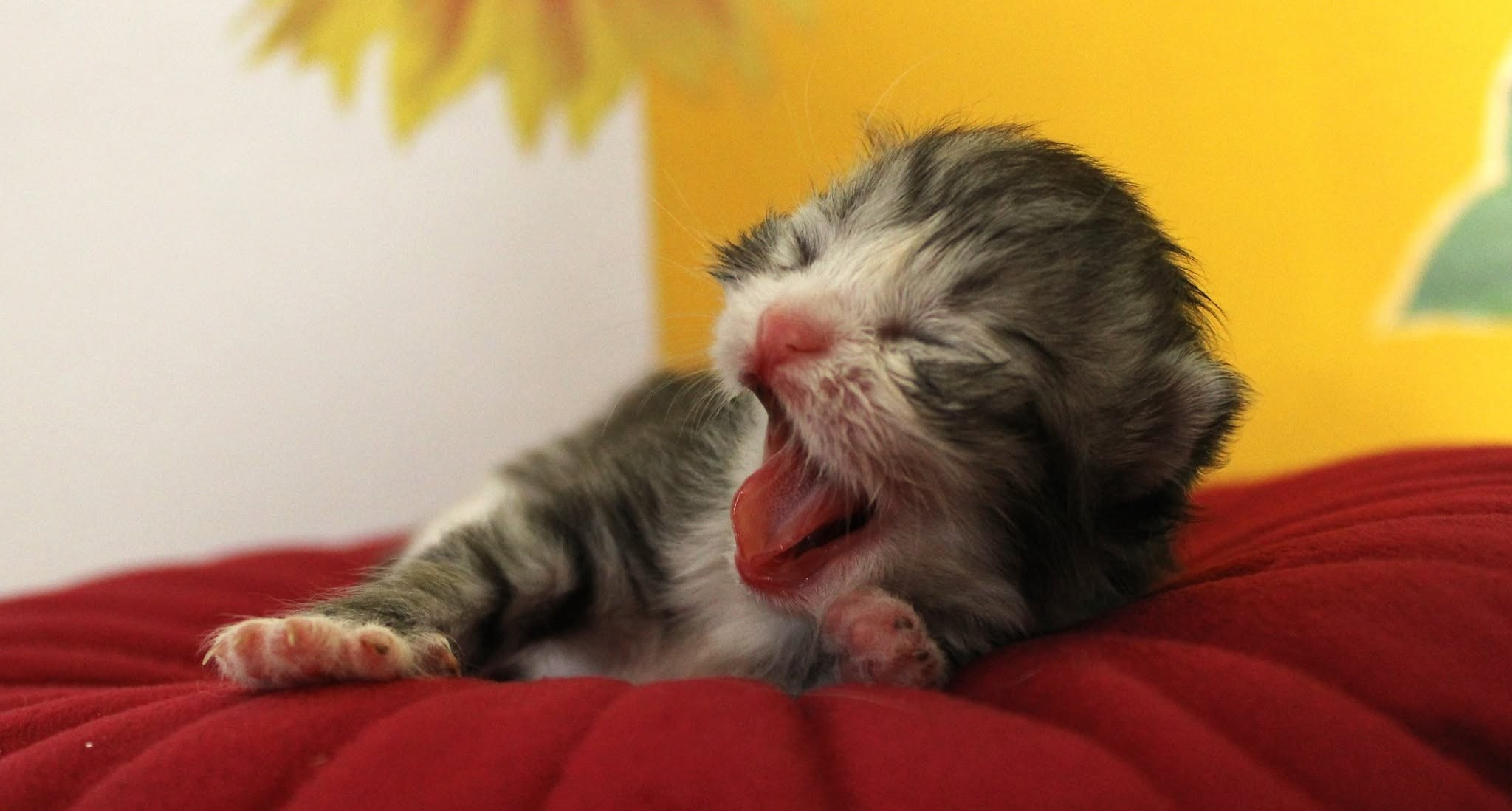 Katzen | Females. SIBERIALIS: Katzenzucht von Sibirischen und Neva Masquarade Katzen