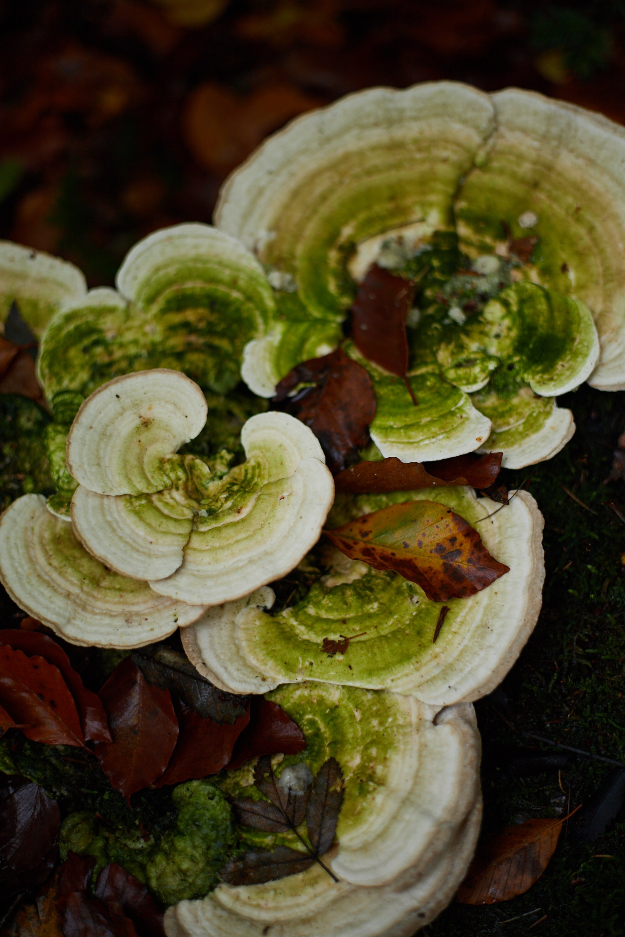 Nature. Personal, fashion, business Photographer in Netherlands