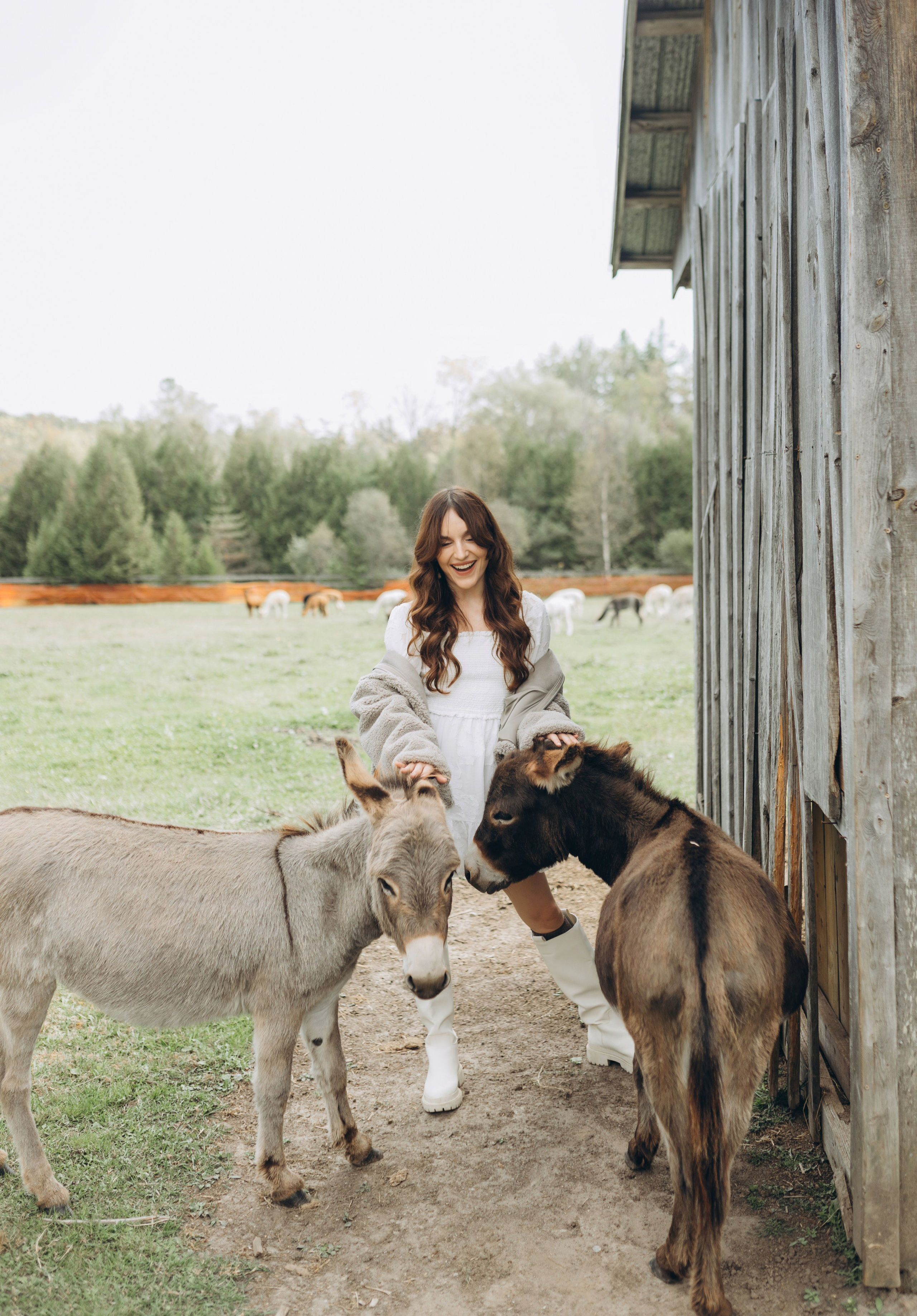 Alpacas Farm. Chernenko.photography
