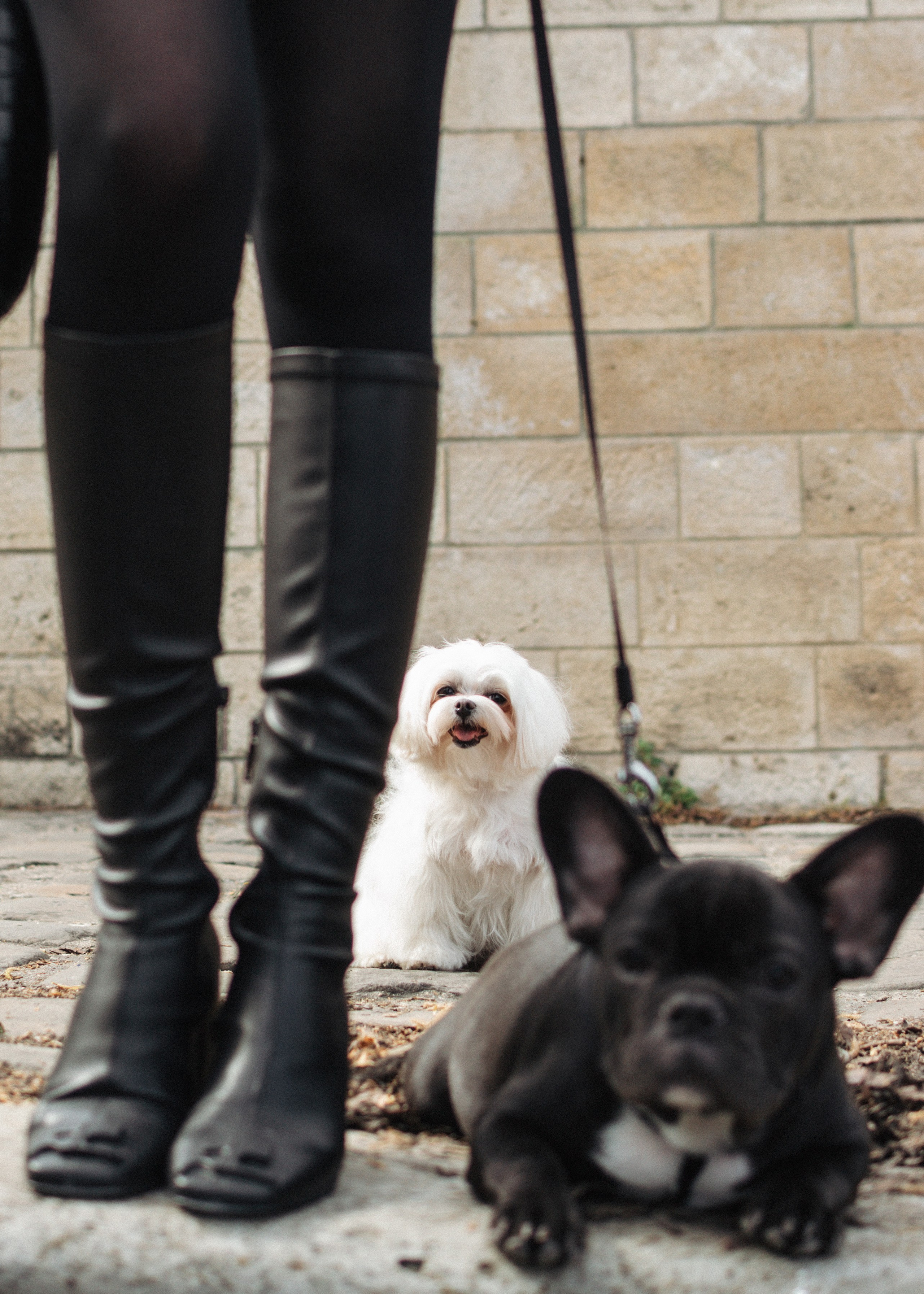 Tanya, Daisy et Jador. Photographe animalier à Paris Anna Pereira