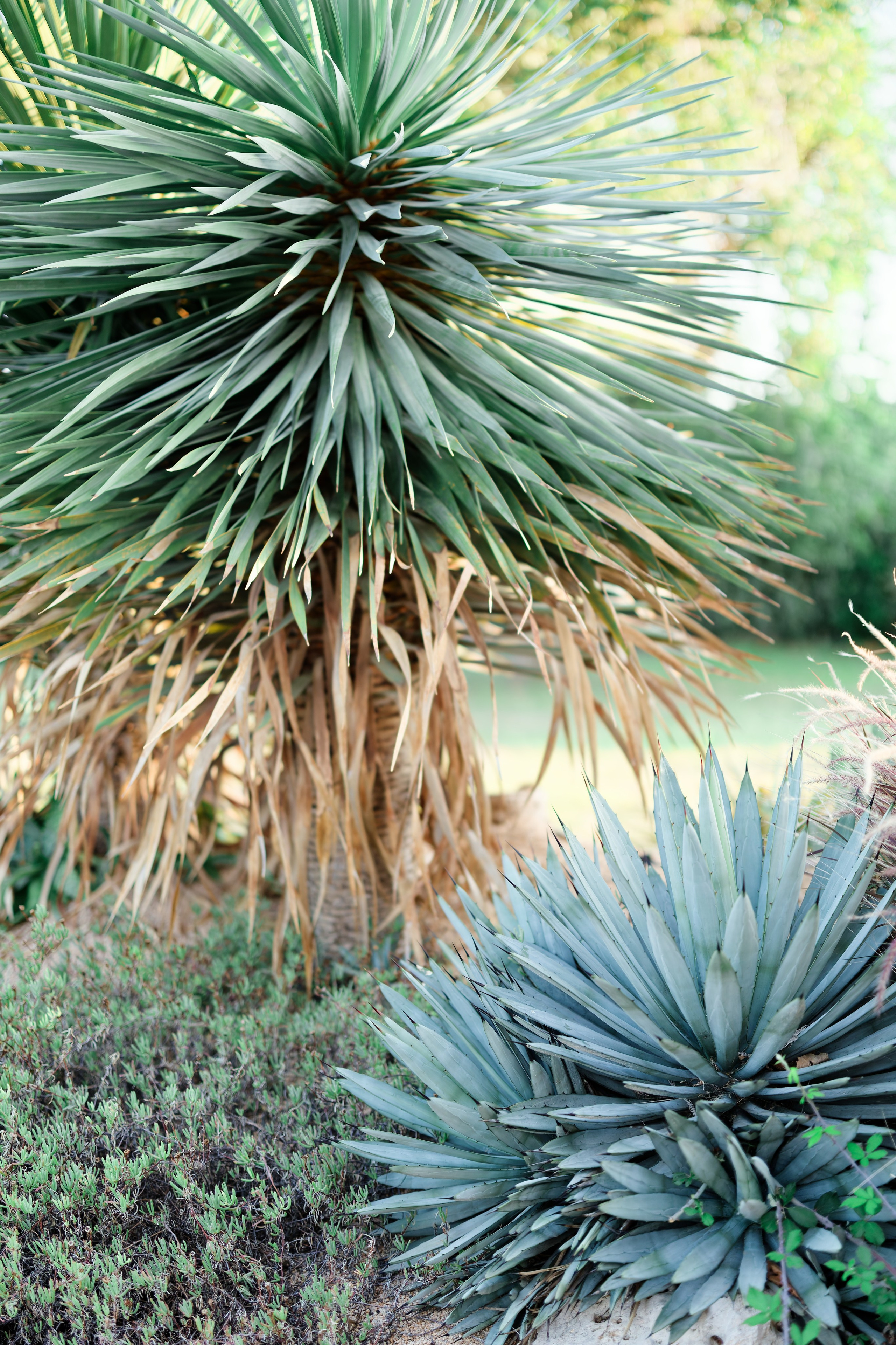 Haldi Ceremony & Mehndi Night & pre-wedding dinner, Barcelona
