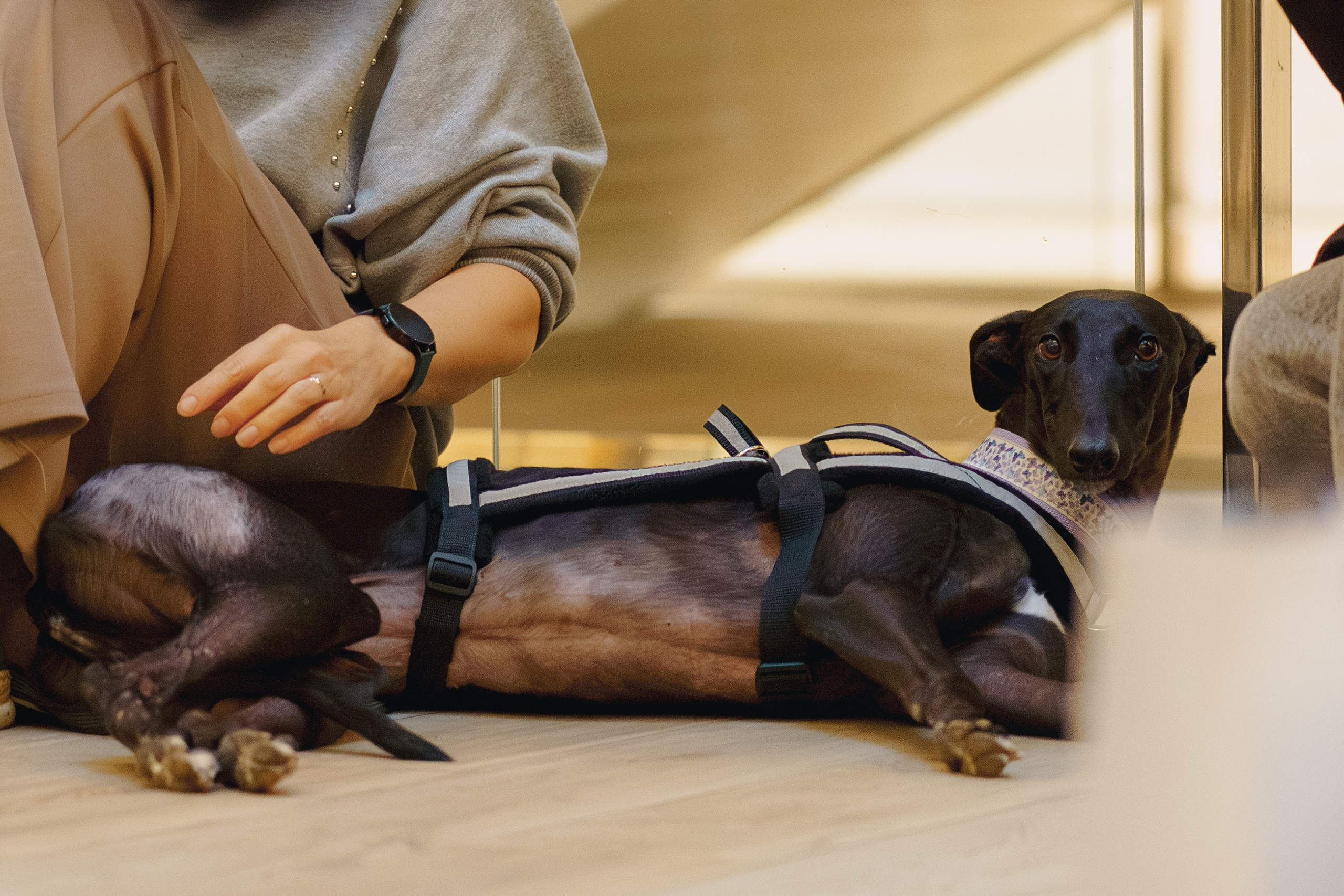 GalgoTreff / Solaris keskus 16 november. Kat Laisaar — Pet photographer in Tallinn