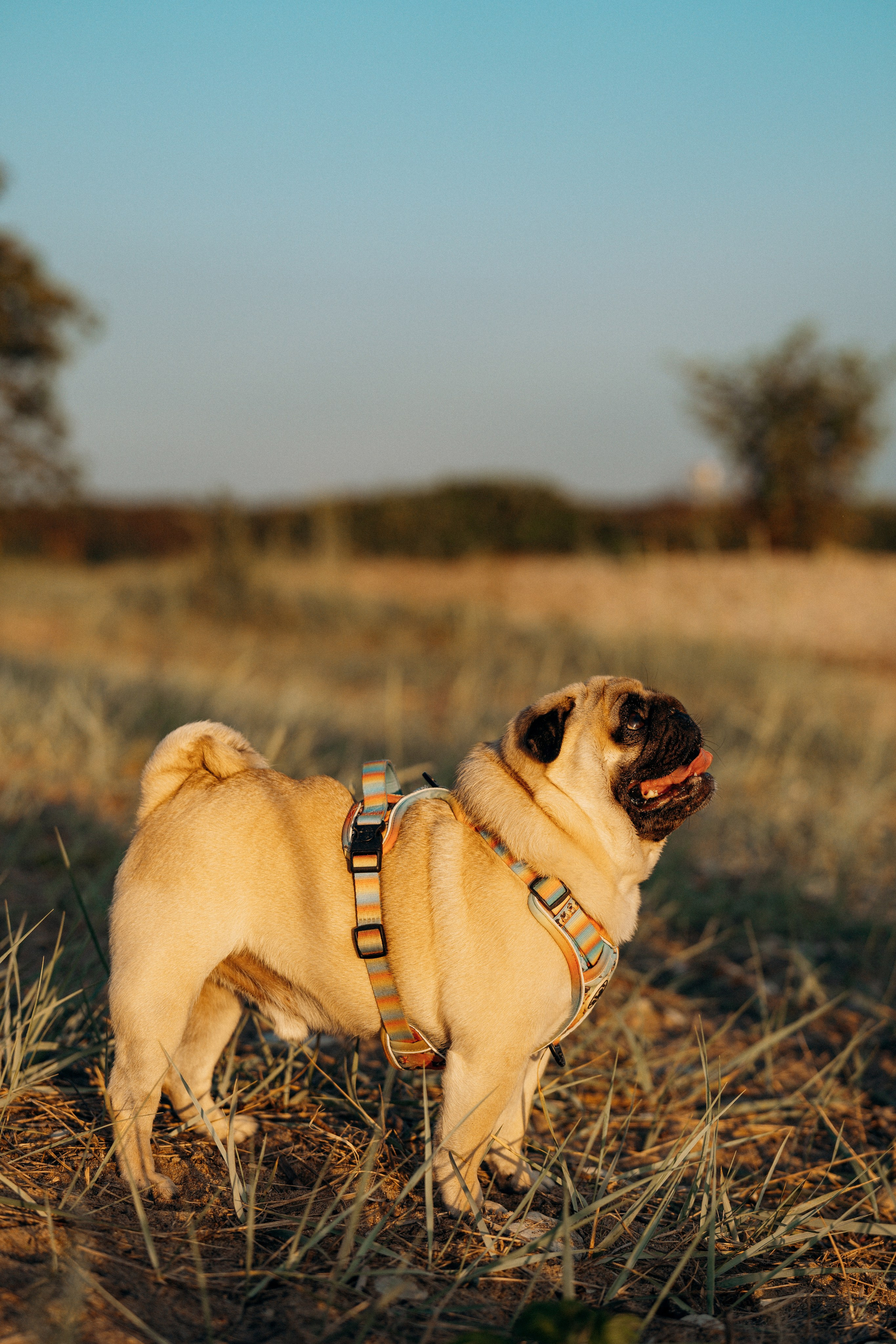 Frank, Tony, Katerina & Lev. Kat Laisaar — Pet photographer in Tallinn