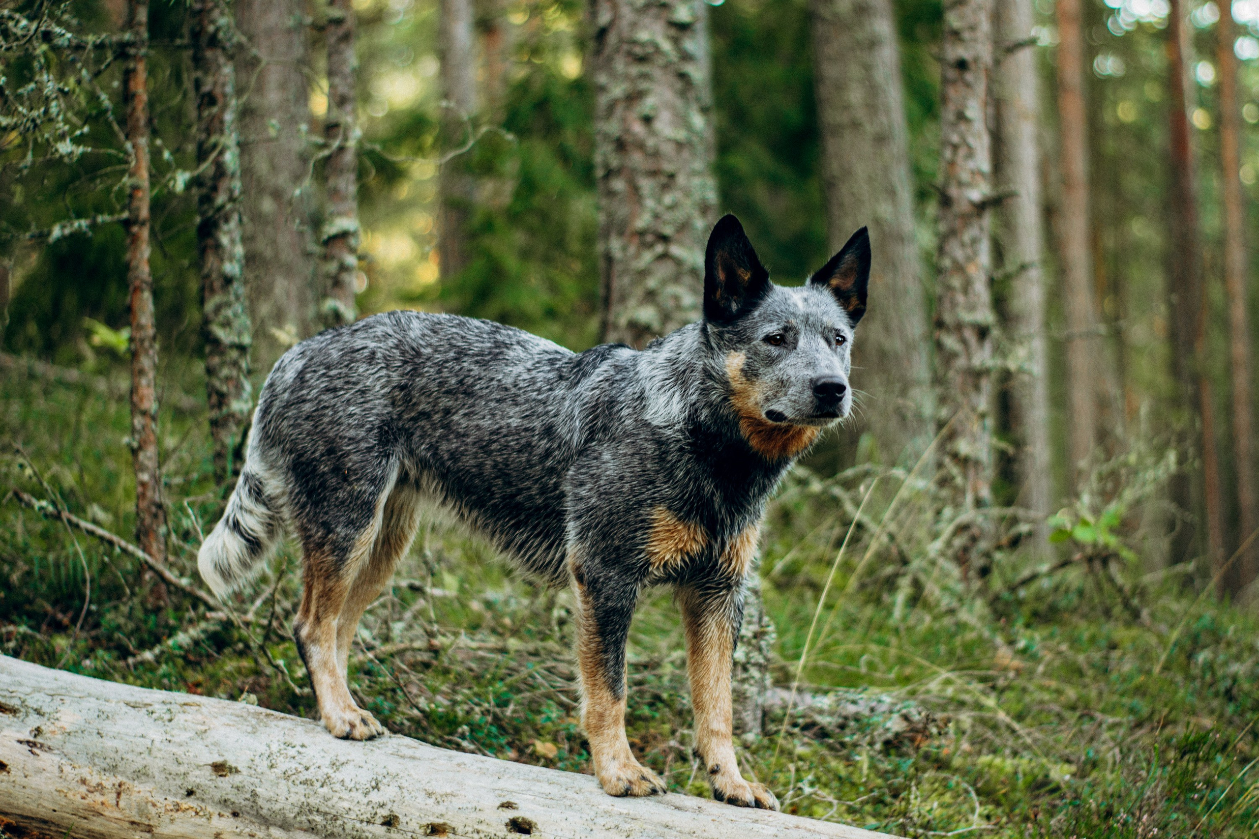 Dakota, Australian Cattle Dog. Kat Laisaar — Pet photographer in Tallinn