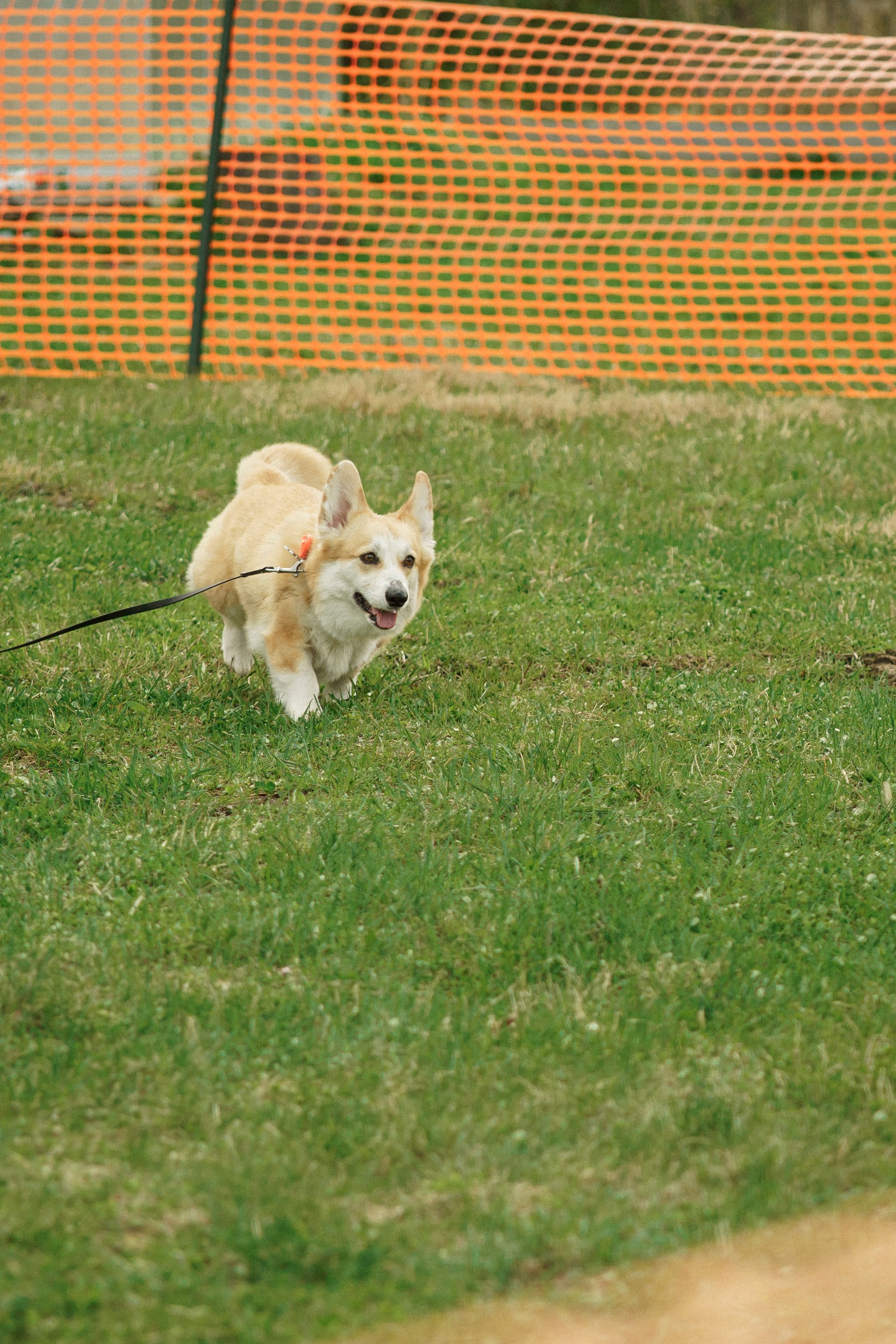 Herding Days, 26 apr. 2025. Kat Laisaar — Pet photographer in Tallinn