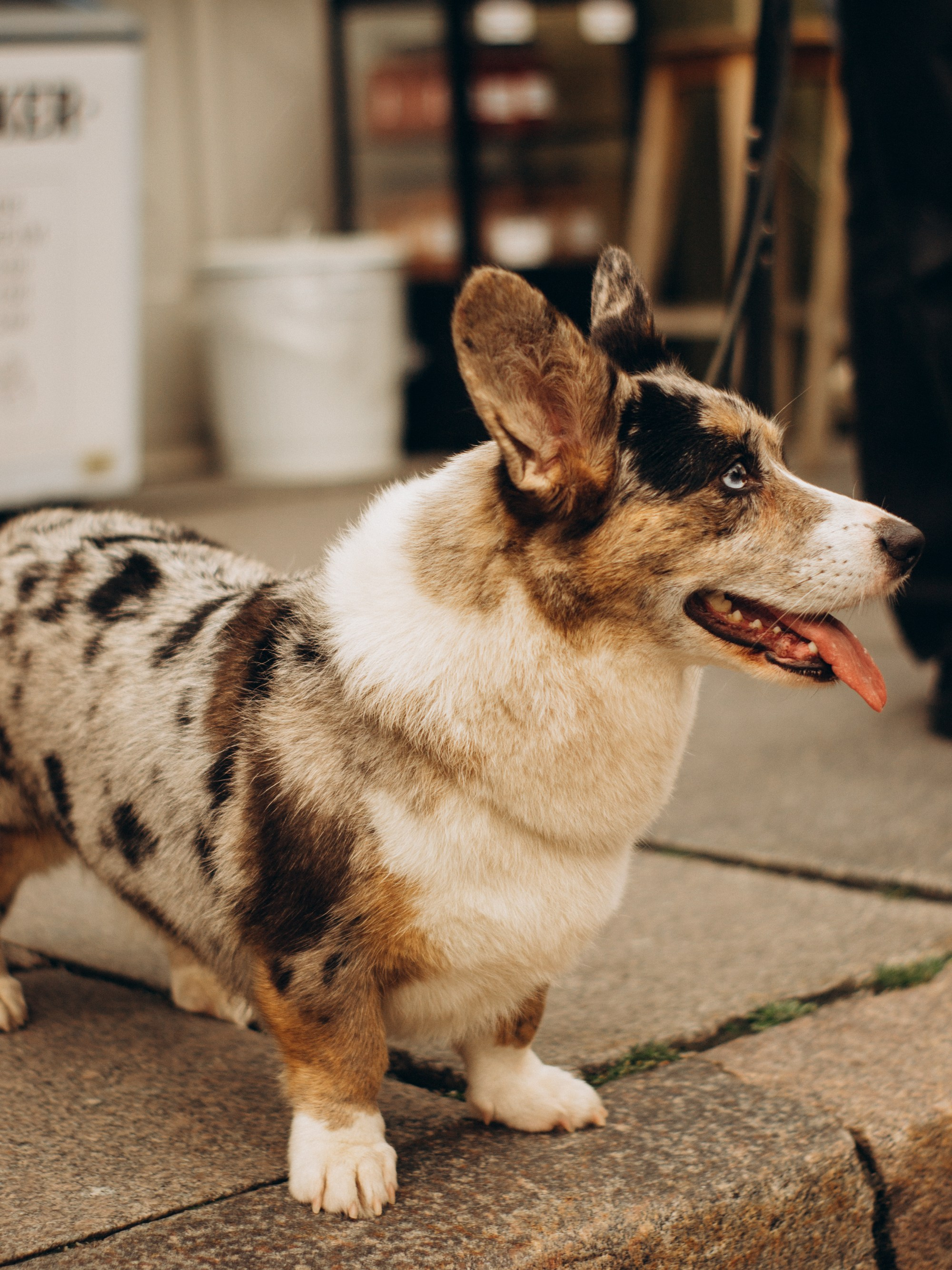 Corgi party, september. Kat Laisaar — Pet photographer in Tallinn
