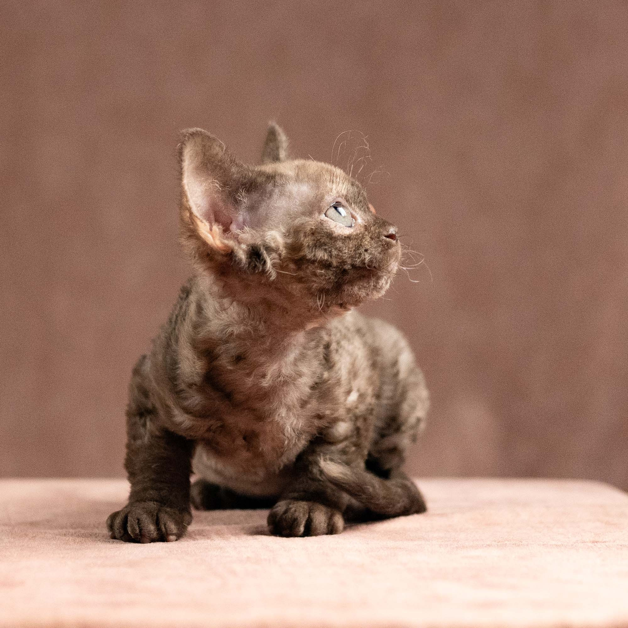 Olivia, girl, born 02.08.26. Devon Rex Pixie Cattery