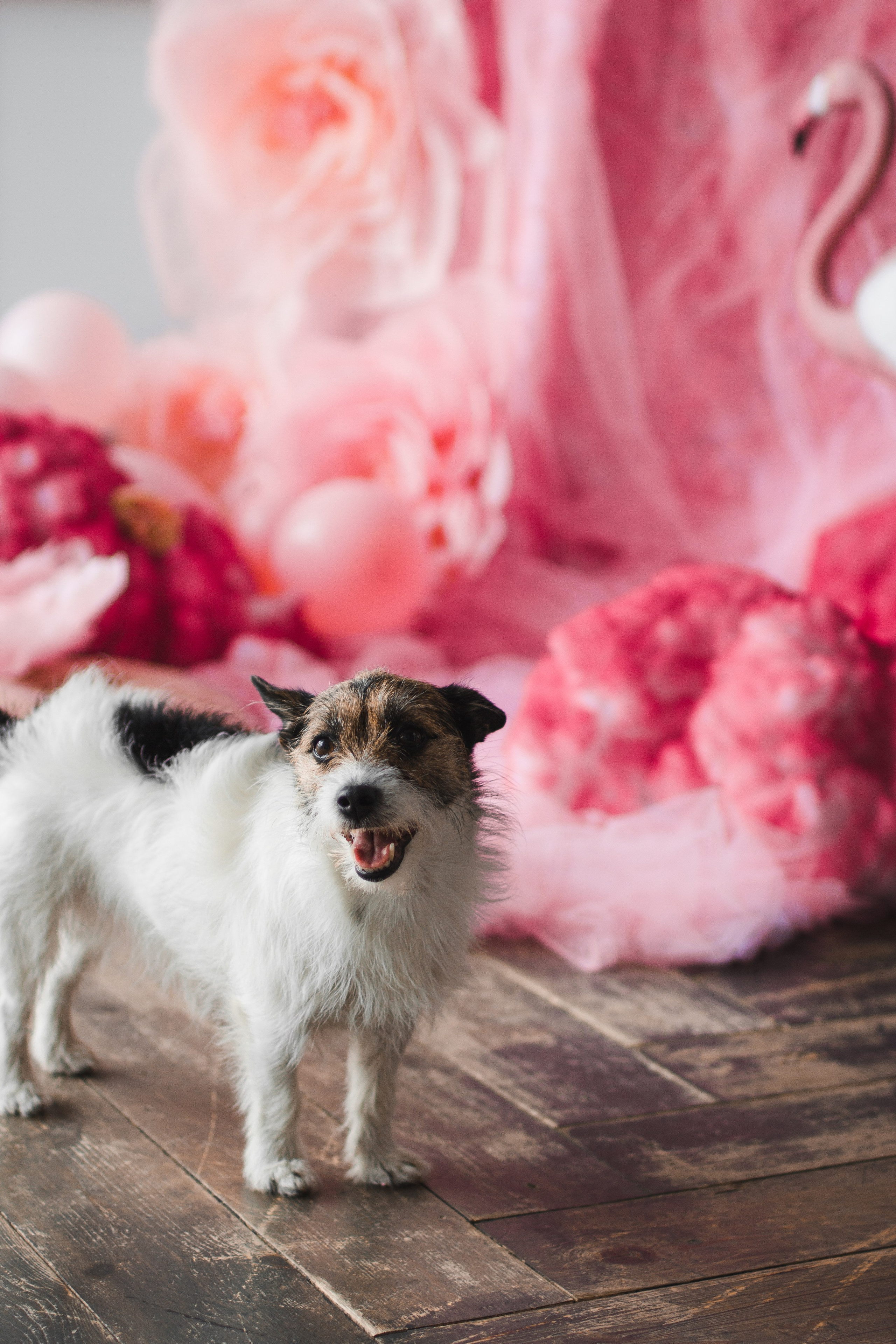 OH LA LA decoration studio. Photographer Vladmir Gladkov