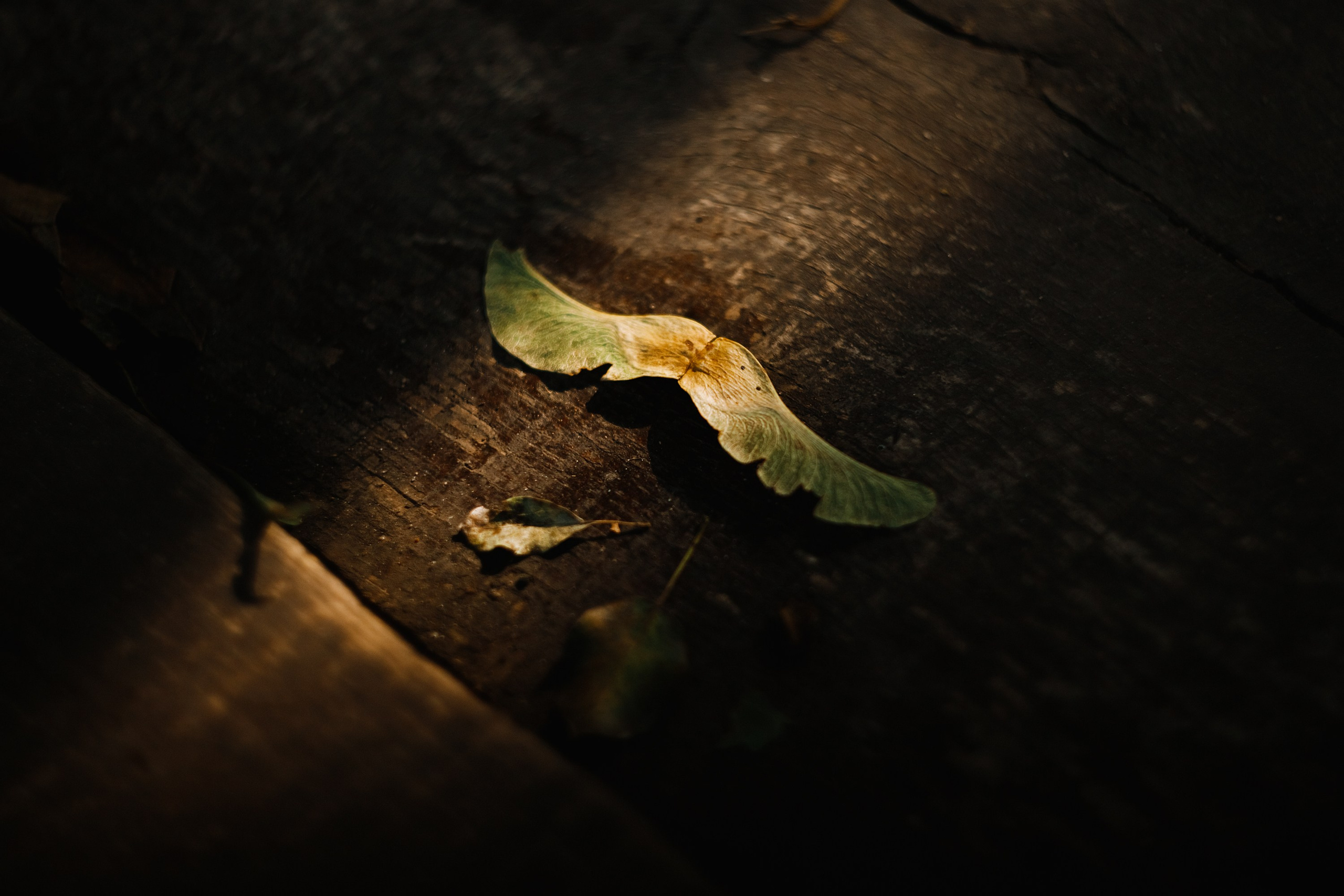 One small village in Grodno region. Kaja | fotograf we Wrocławiu | ludzie i psy