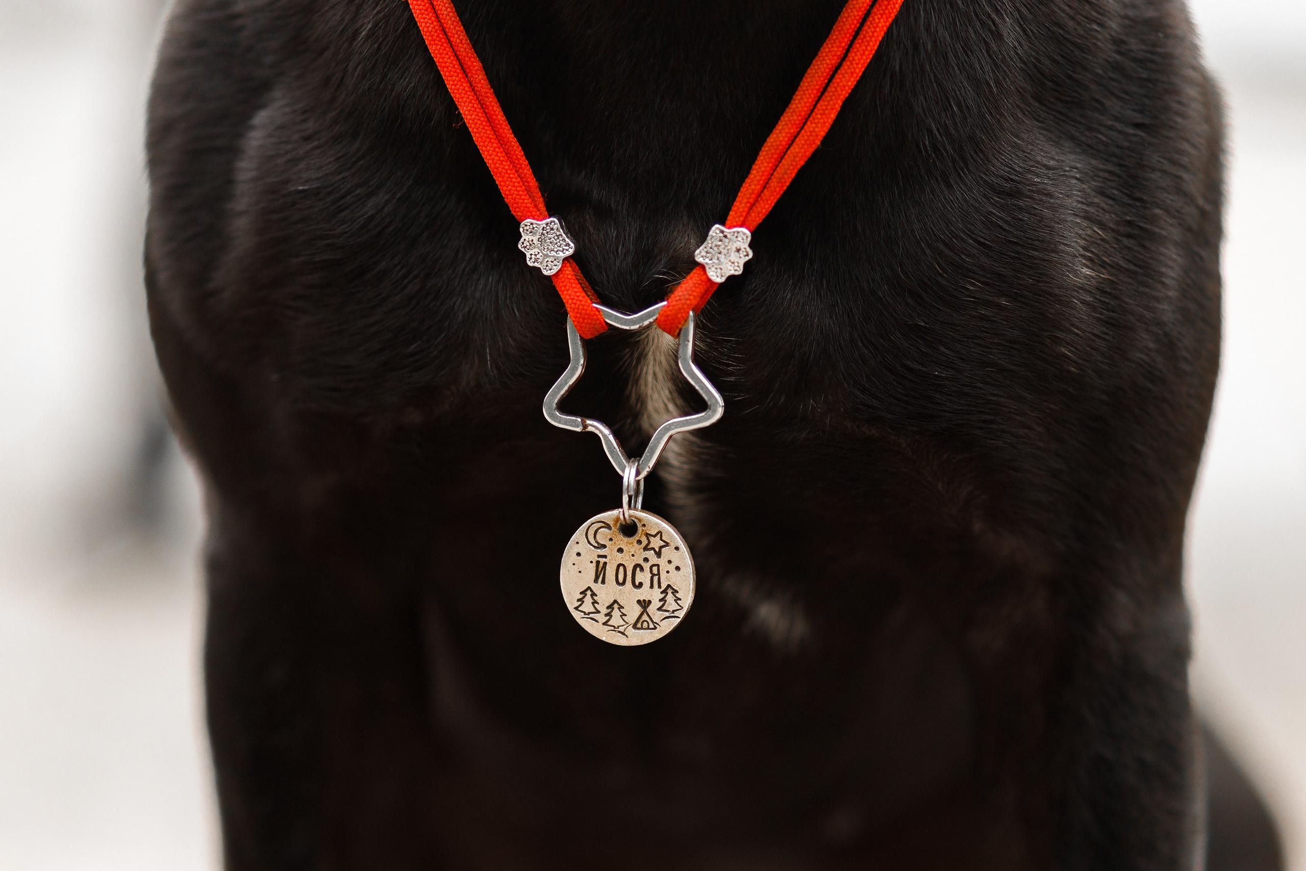 Staffy Yosia. Kaja | fotograf we Wrocławiu | ludzie i psy