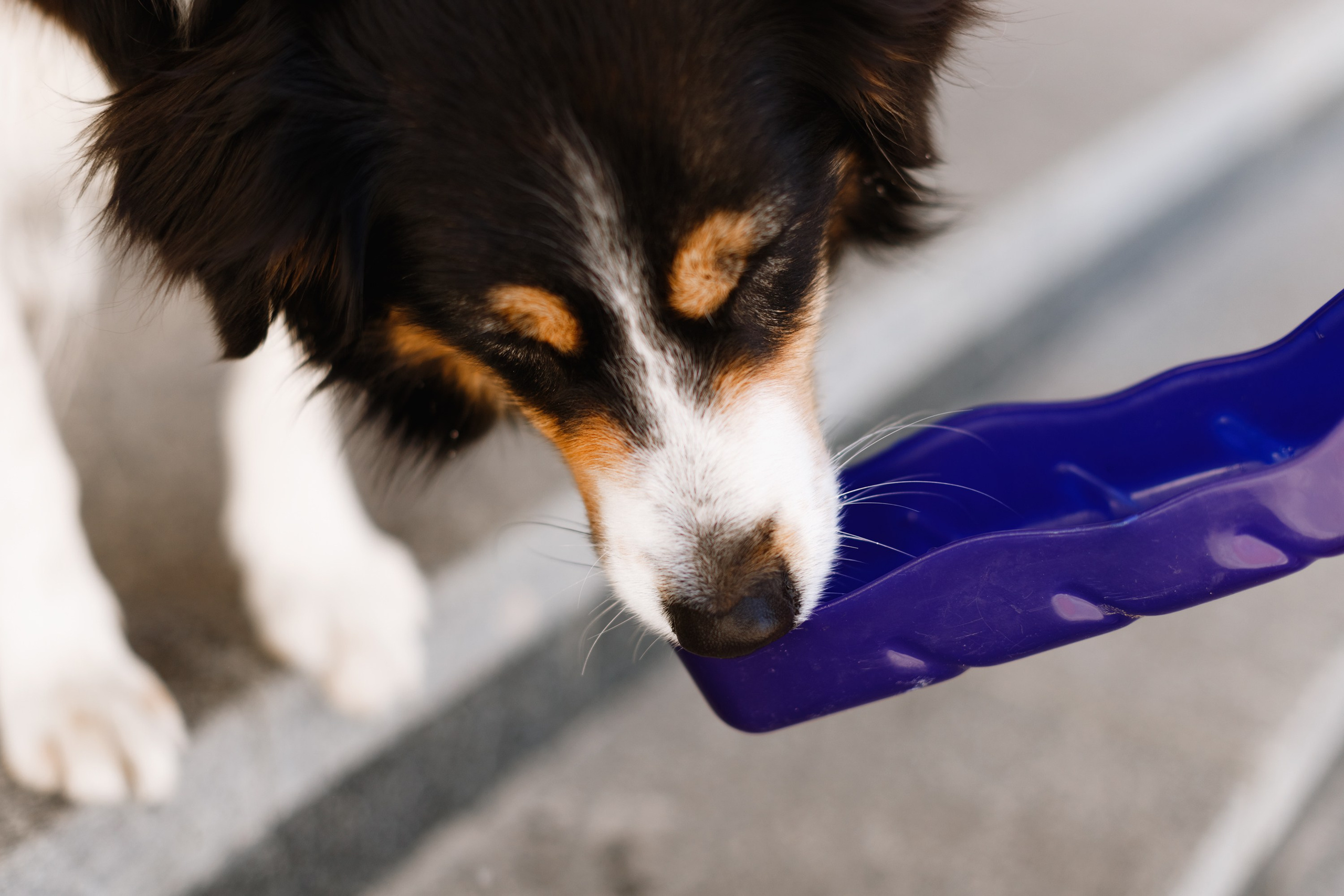 Dog trainer blog content. Kaja | fotograf we Wrocławiu | ludzie i psy