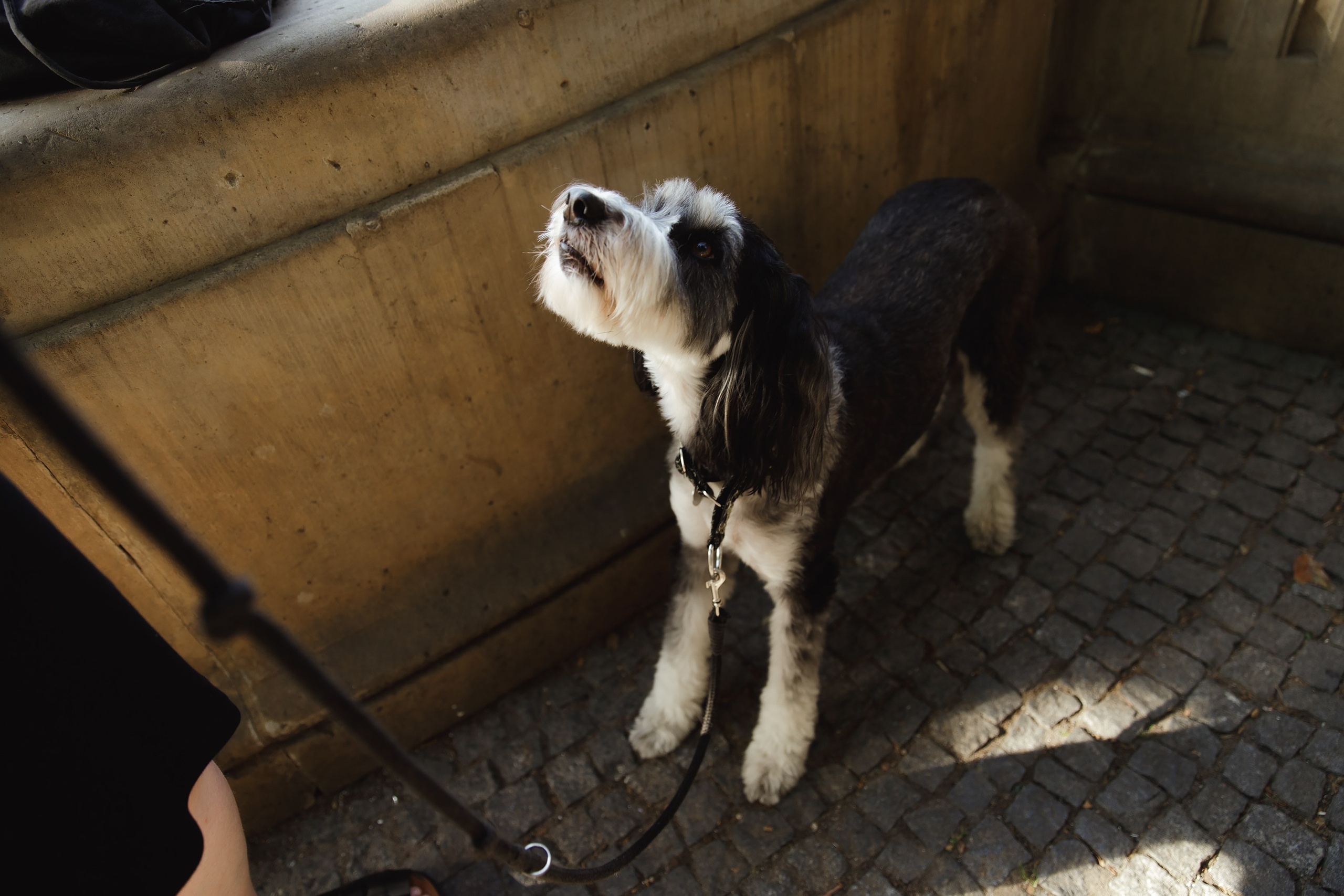 Lera & Flora. Kaja | fotograf we Wrocławiu | ludzie i psy