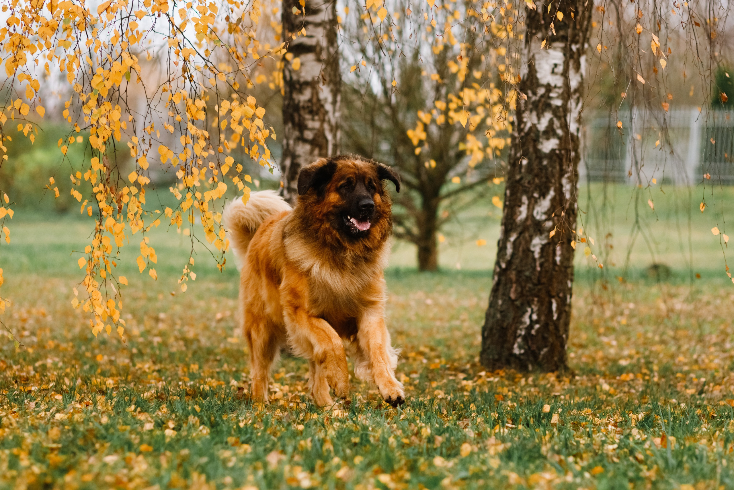 Leonbergers. Kaja | fotograf we Wrocławiu | ludzie i psy