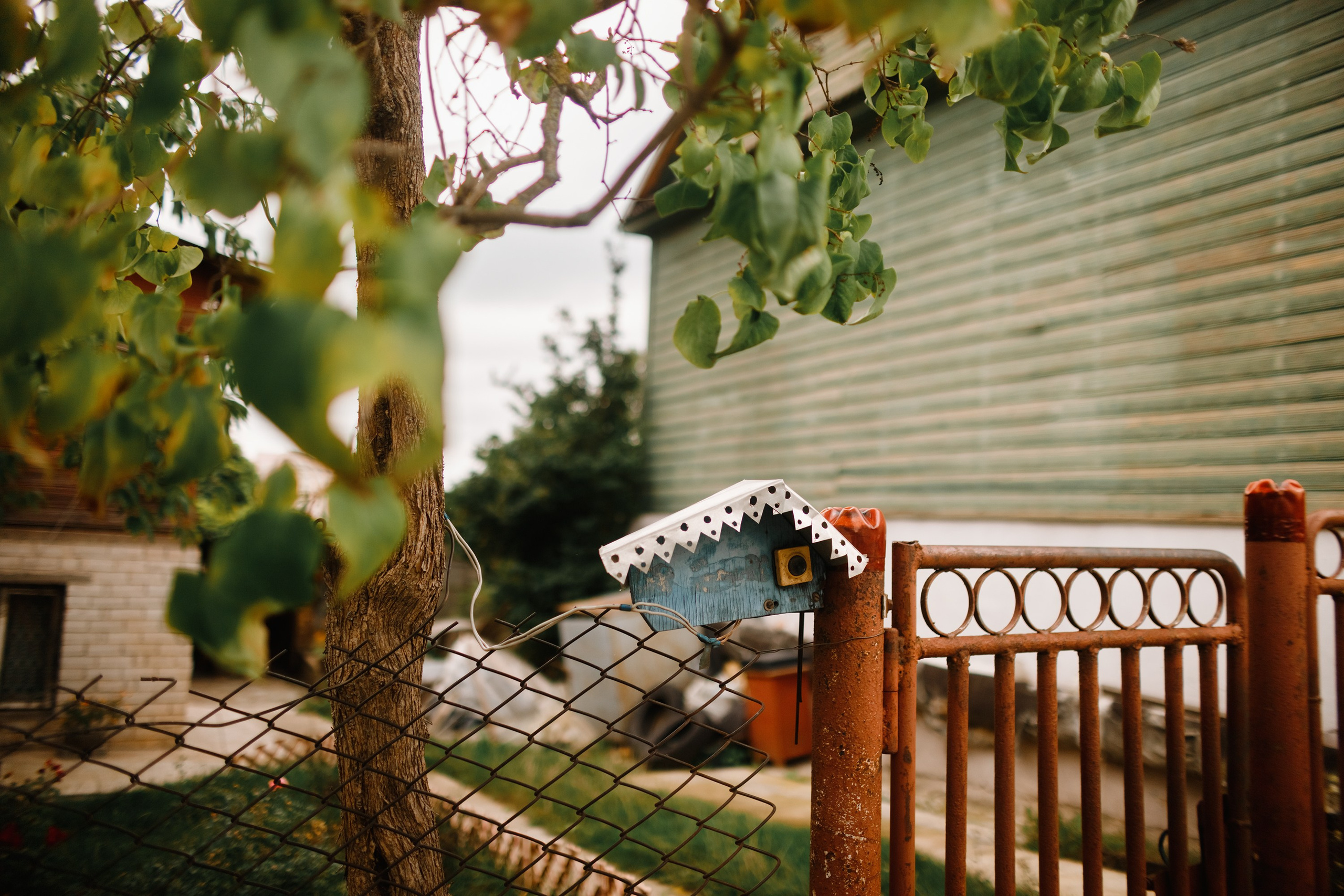 Grodno. Kaja | fotograf we Wrocławiu | ludzie i psy