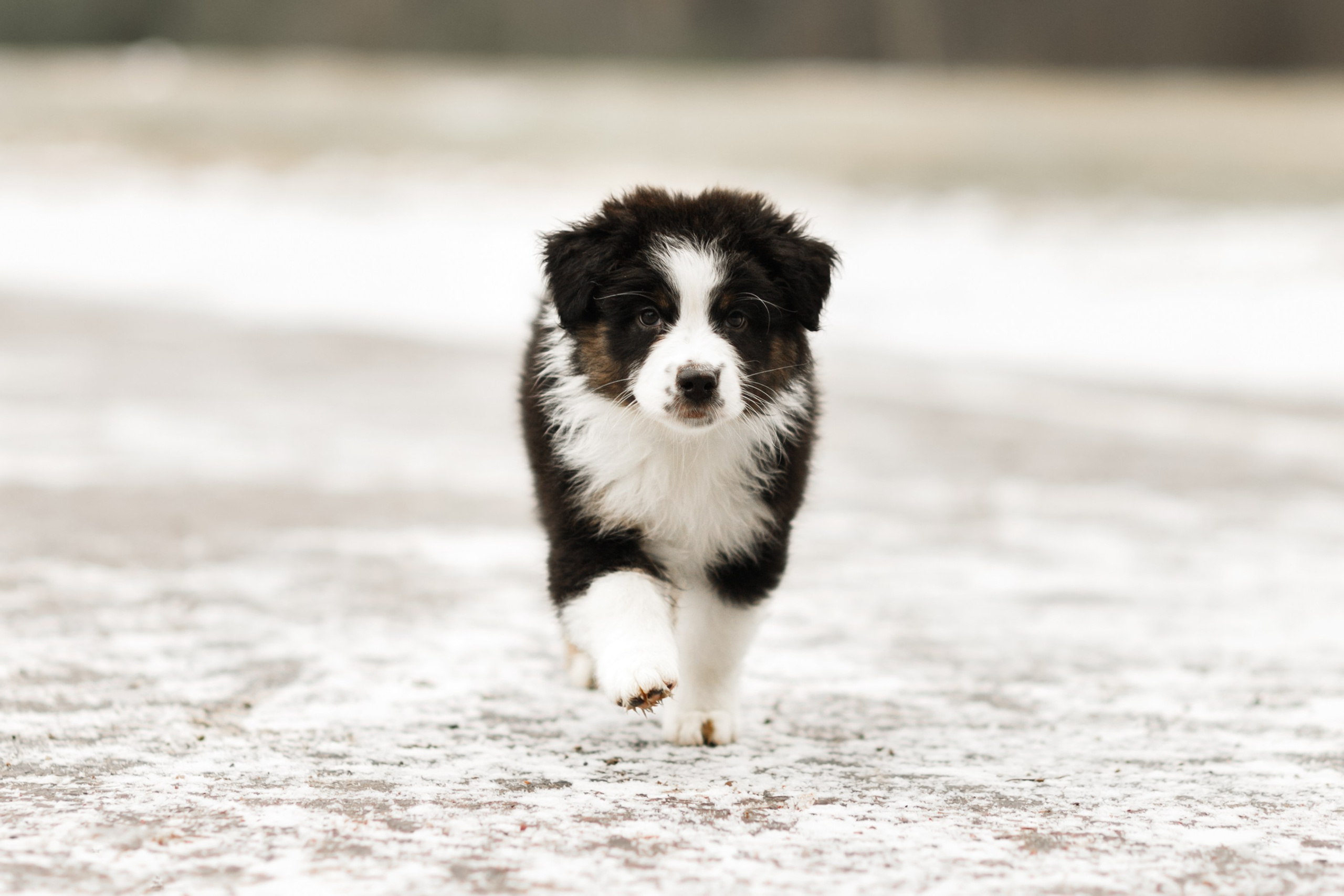 Pack of aussie puppies. Kaja | fotograf psów we Wrocławiu