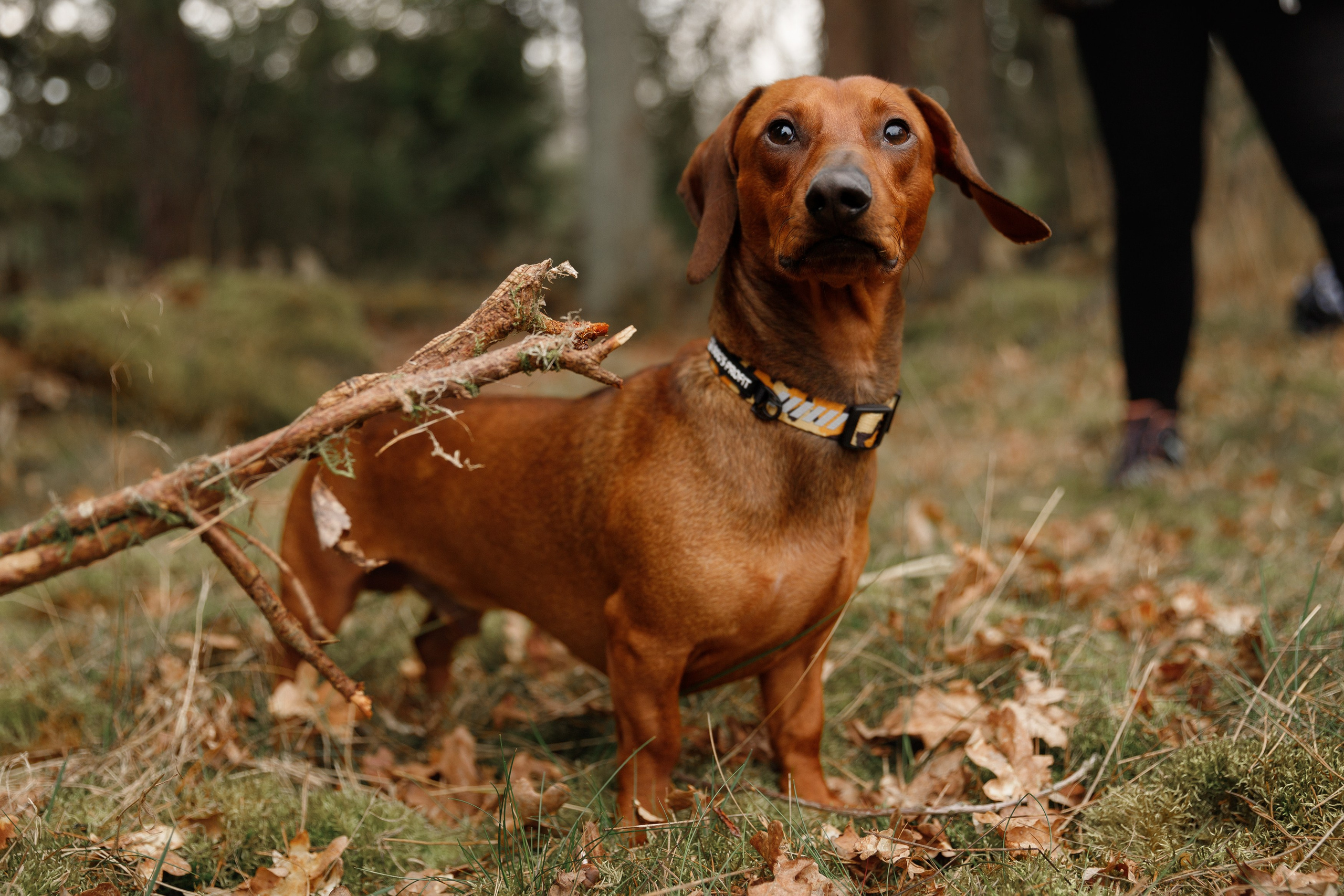 Ania, Franek & Vincent. Kaja | fotograf psów we Wrocławiu