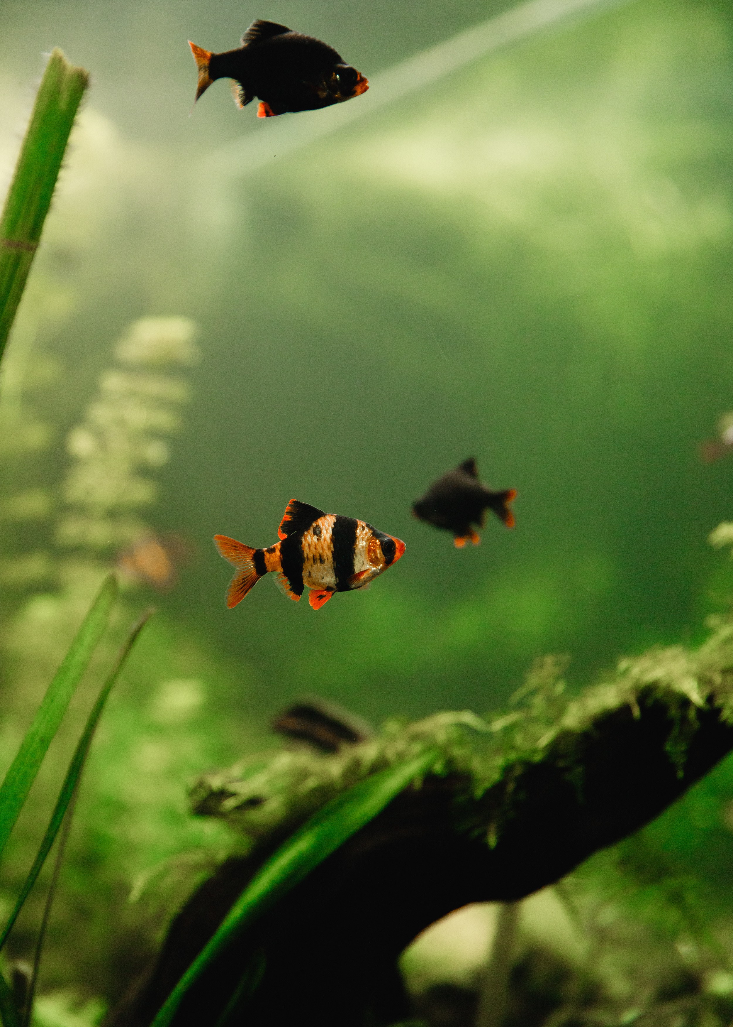 Botanical garden in Wroclaw. Kaja | fotograf we Wrocławiu | ludzie i psy