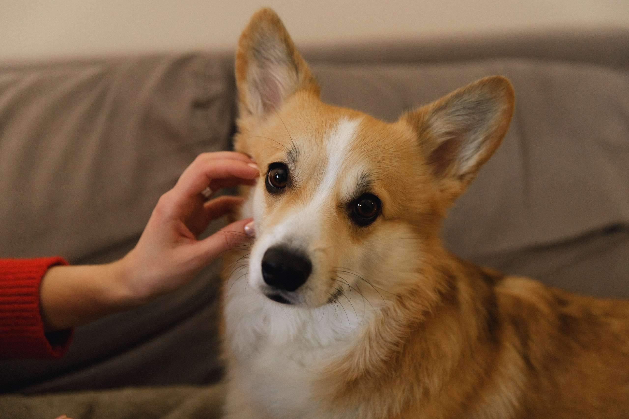 Dasha & Daisy. Kaja | fotograf psów we Wrocławiu