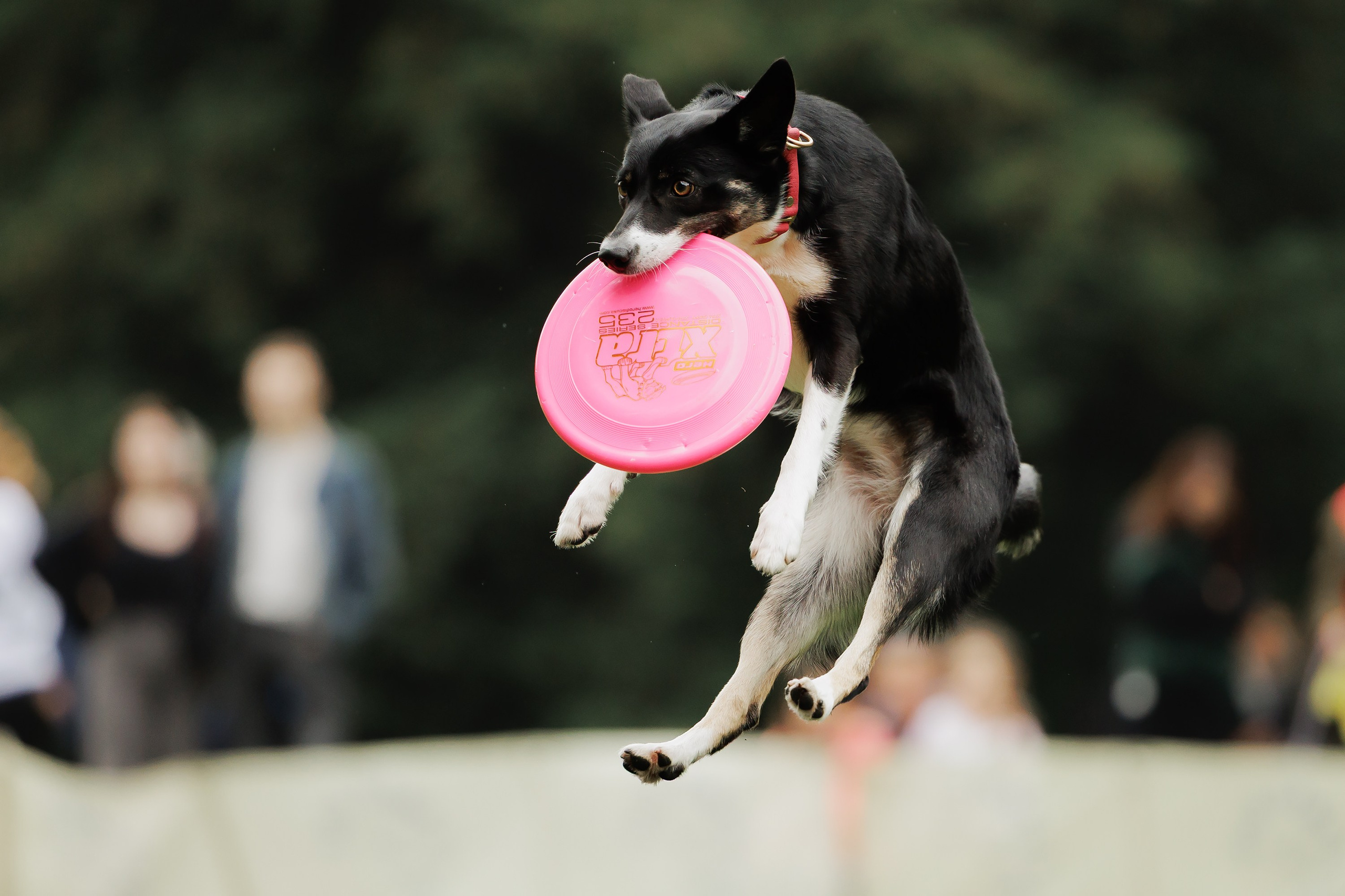 Latające psy, Wrocław'25. Kaja | fotograf psów we Wrocławiu