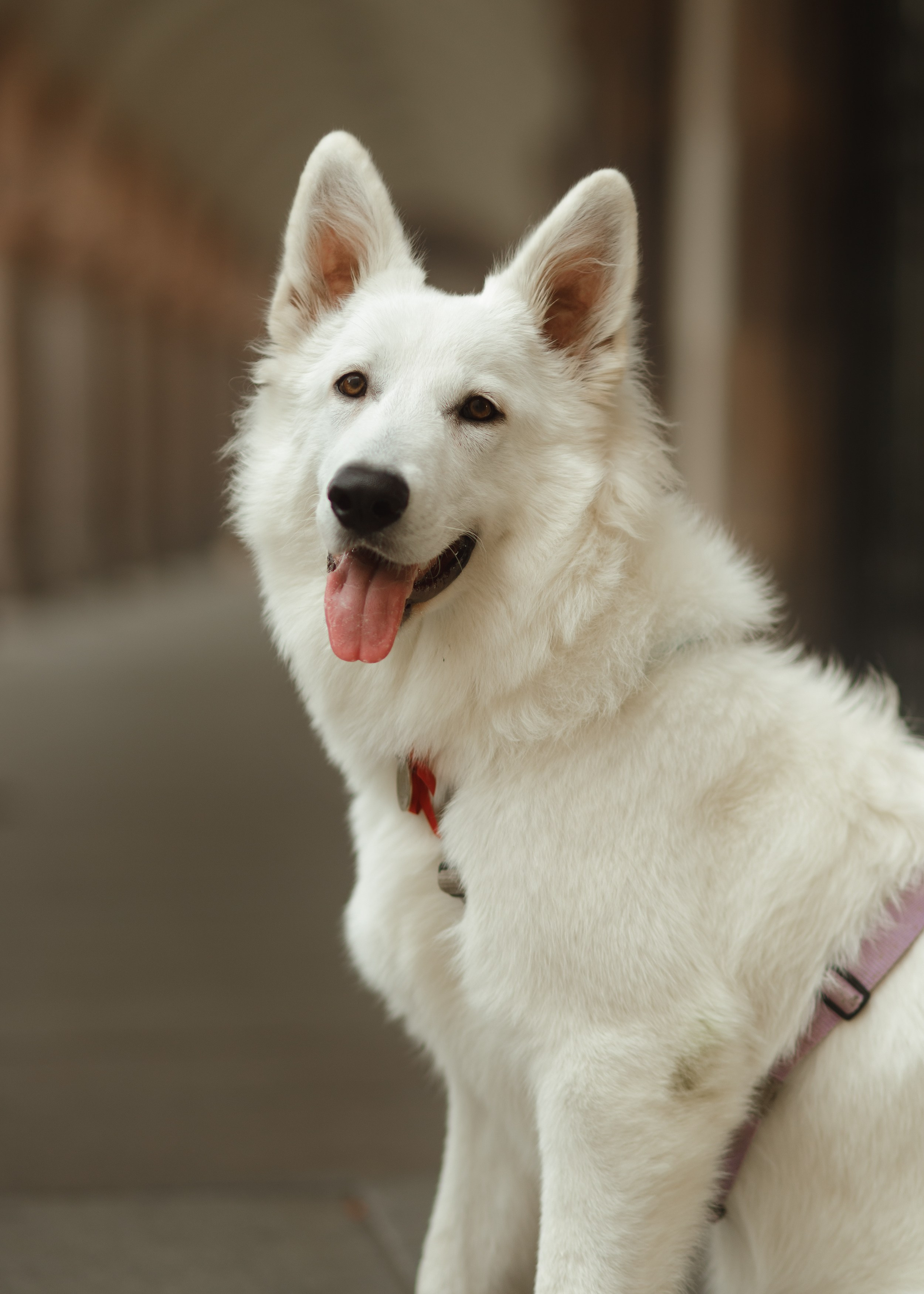 Astra in Leipzig. Kaja | fotograf we Wrocławiu | ludzie i psy