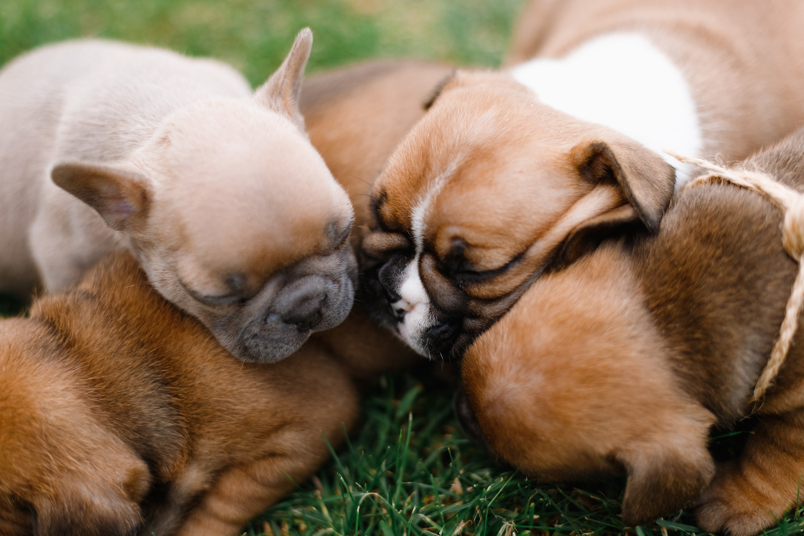 French bulldog puppies. Kaja | fotograf we Wrocławiu | ludzie i psy