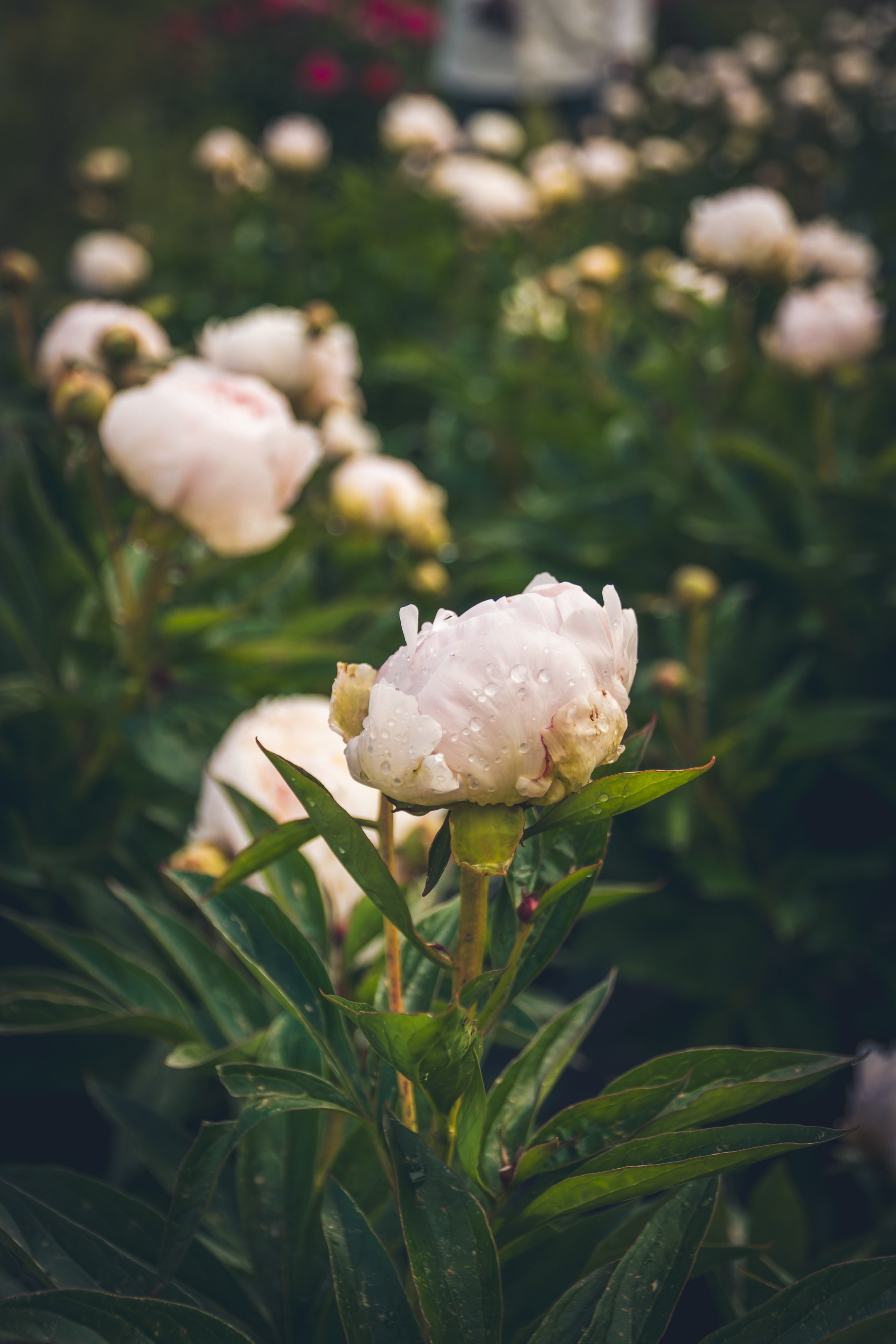 Saarema, reis. Nebula 25 — Fotod teie hingele