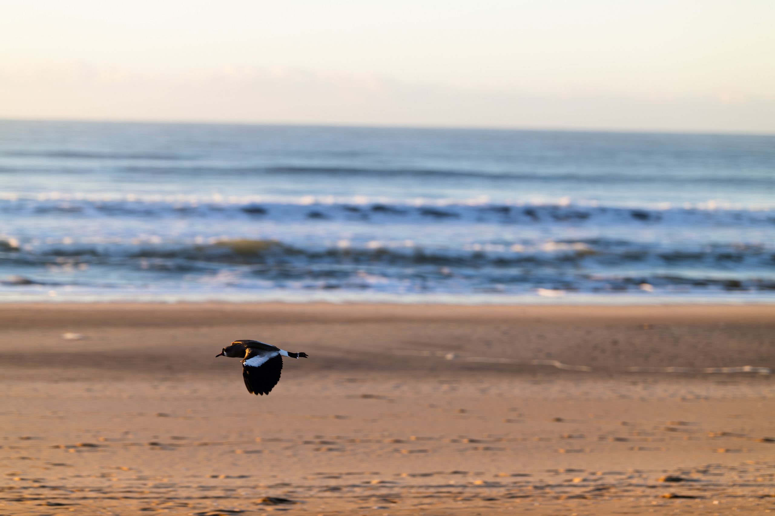 WildLife. Фотограф в Буэнос-Айресе