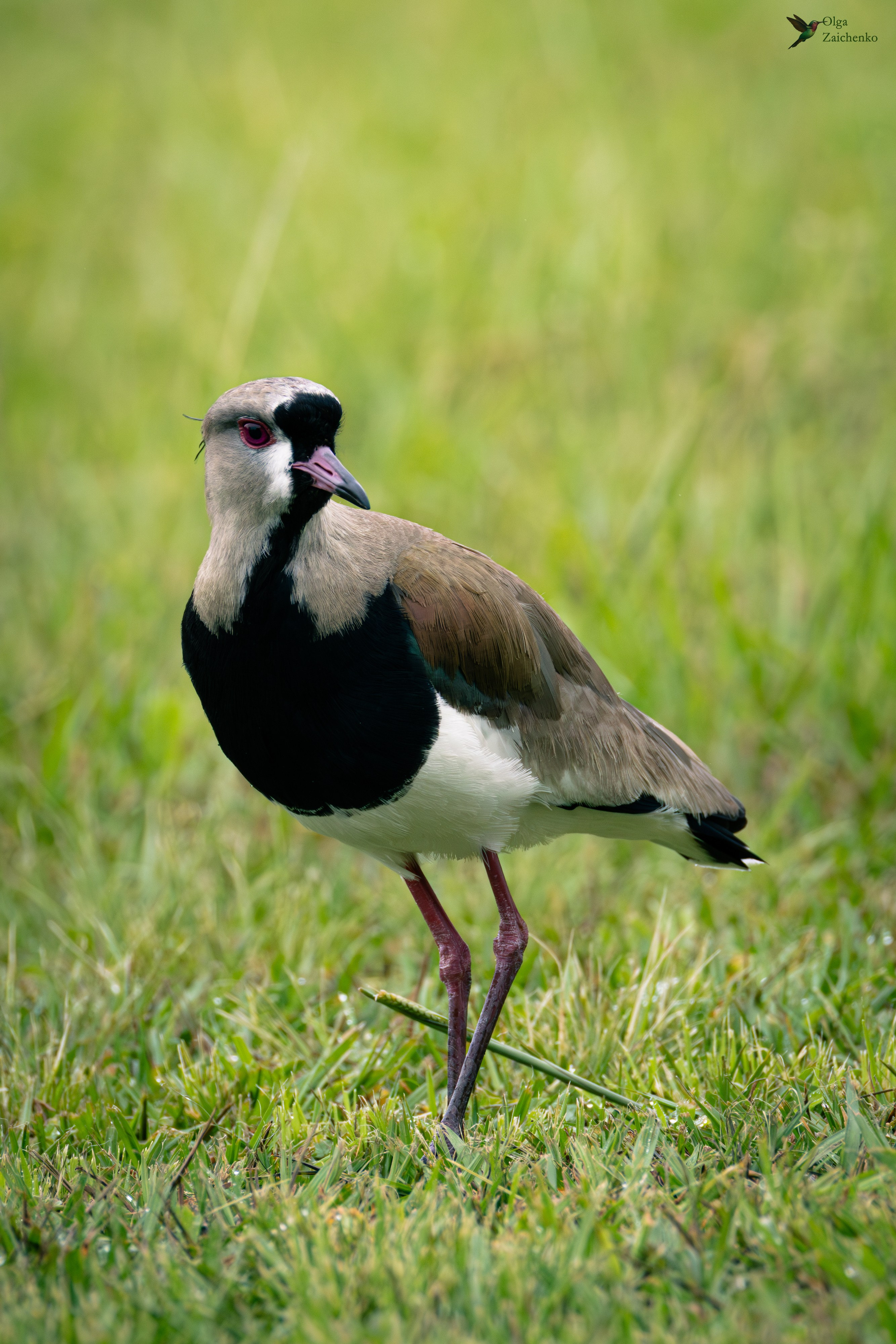 Кайеннская пигалица
