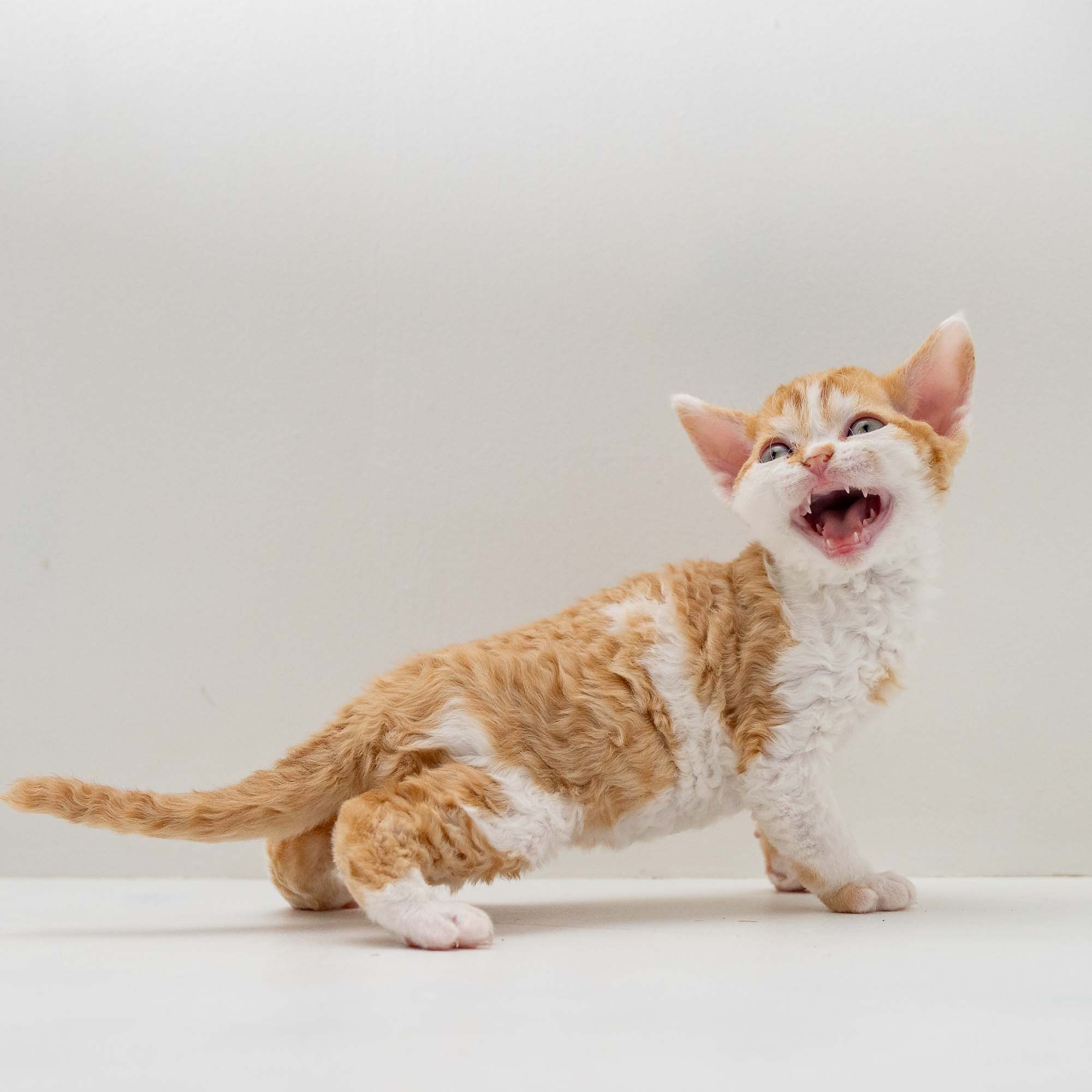 Gary,  boy, born on 01.18.25. Devon Rex Pixie Cattery