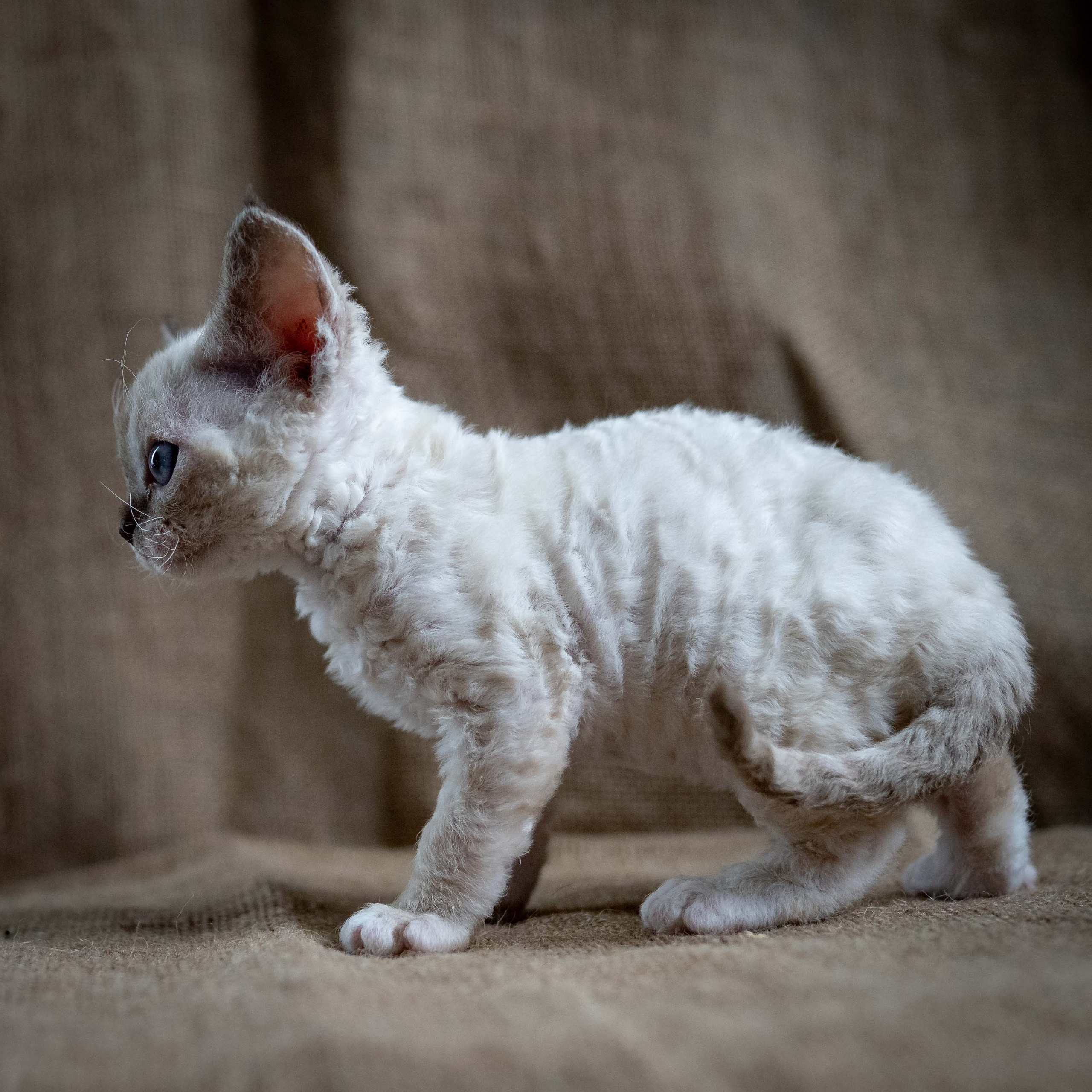 Lily, girl, born 12.20.2025. Devon Rex Pixie Cattery