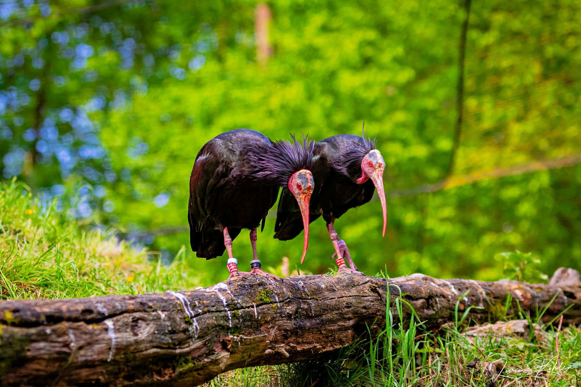 Wildpark Bad Mergentheim. FOTO KREATIV