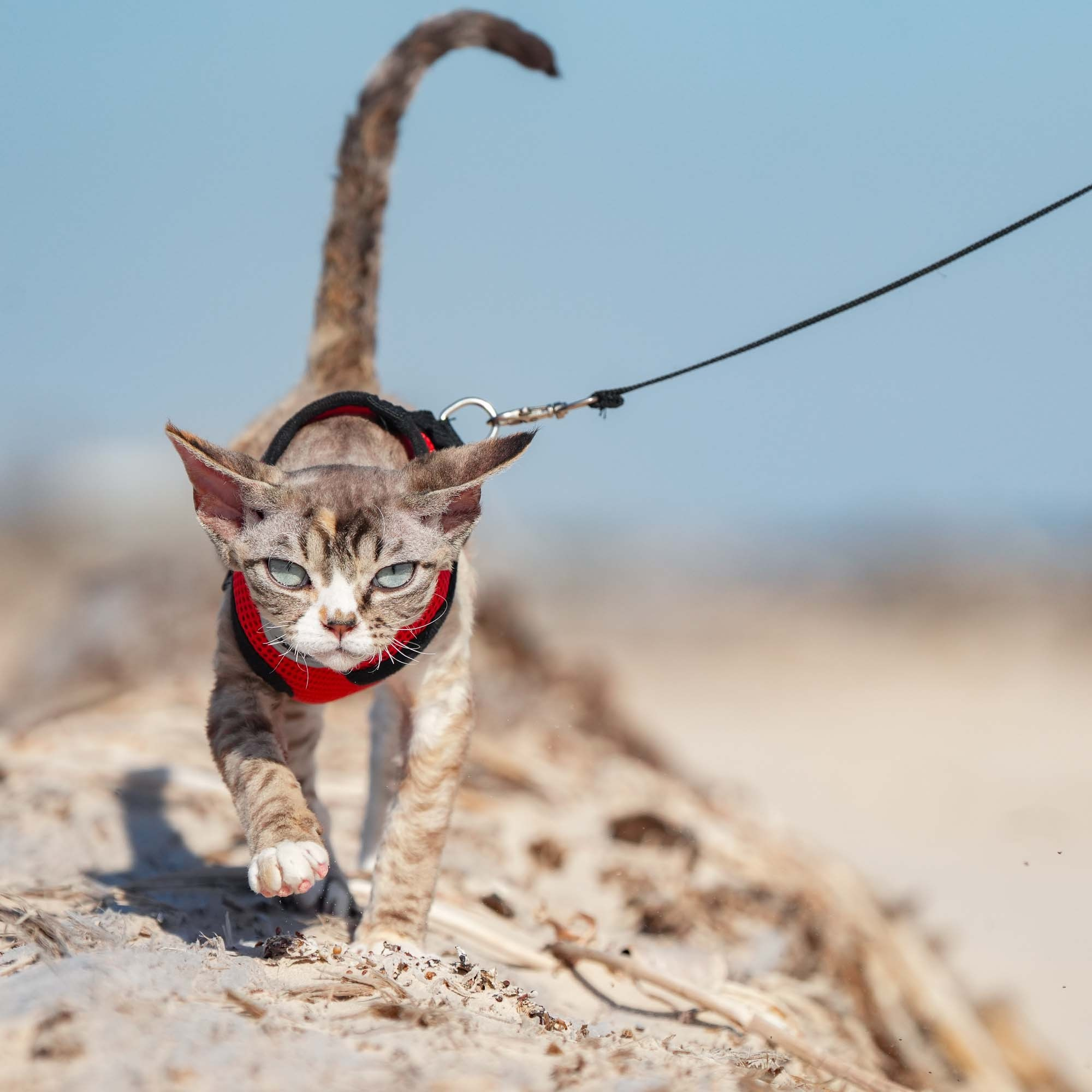 Kasia,  girl, born 07.02.2025. Devon Rex Pixie Cattery