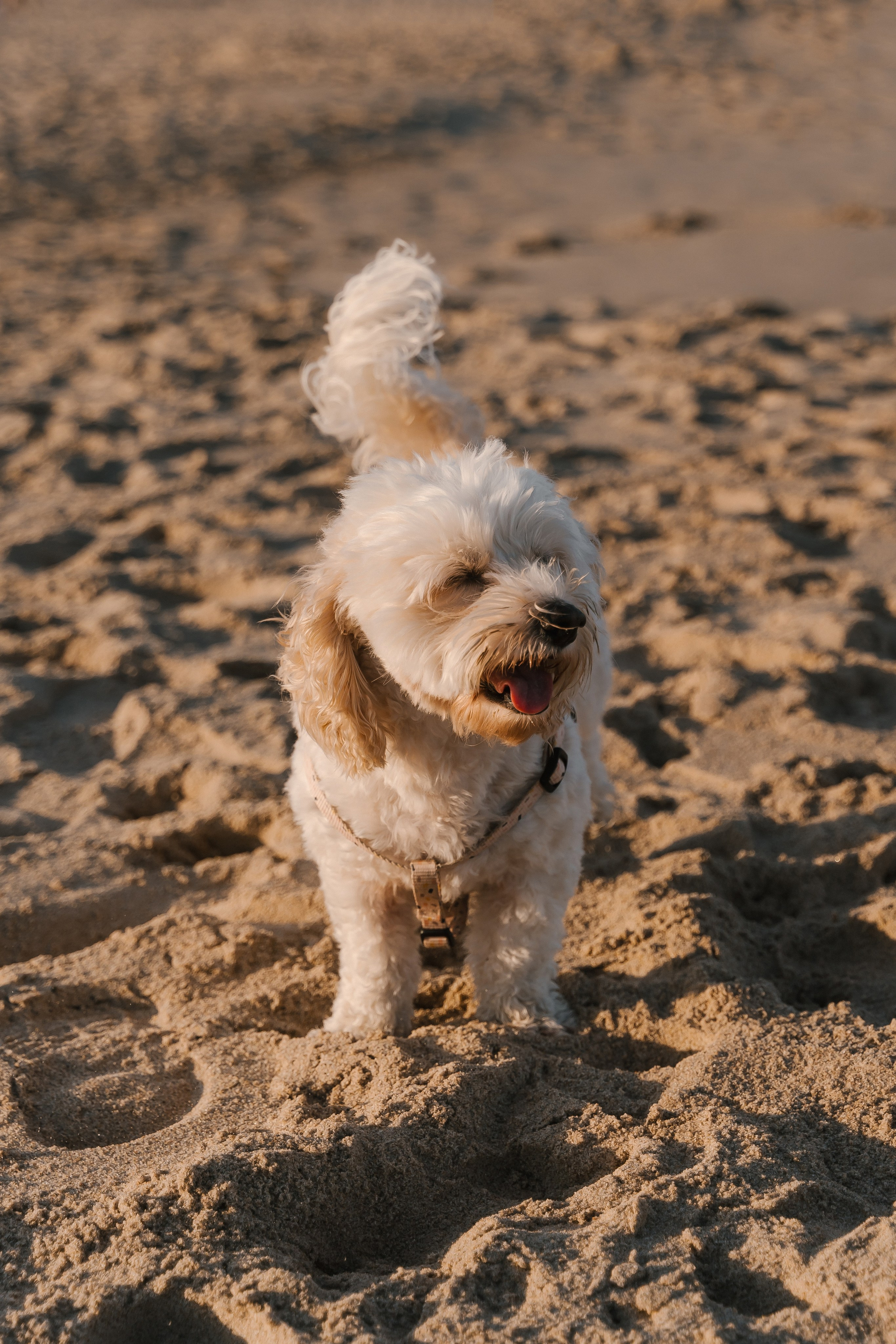 Julia, Pedro y Mia. Fotógrafa de bodas y familias en España, Valencia: Nadia ProFoto