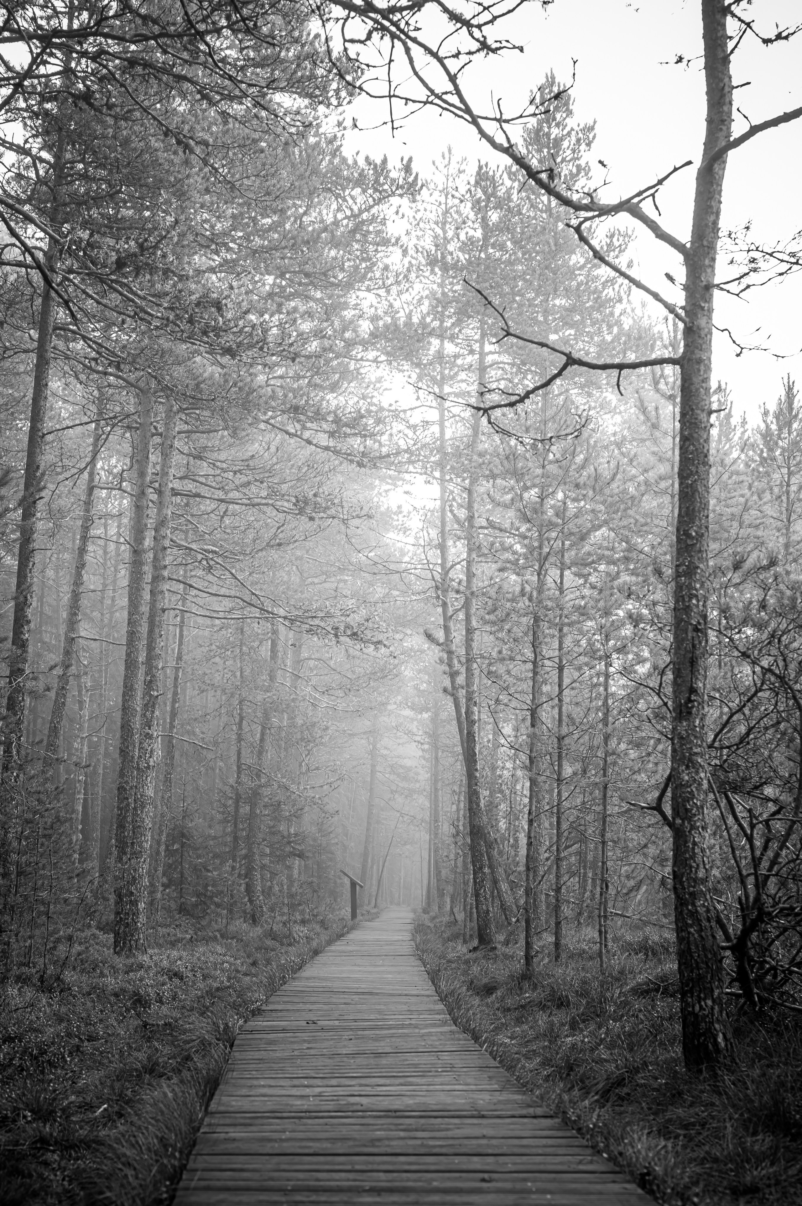 Timeless Bucovina