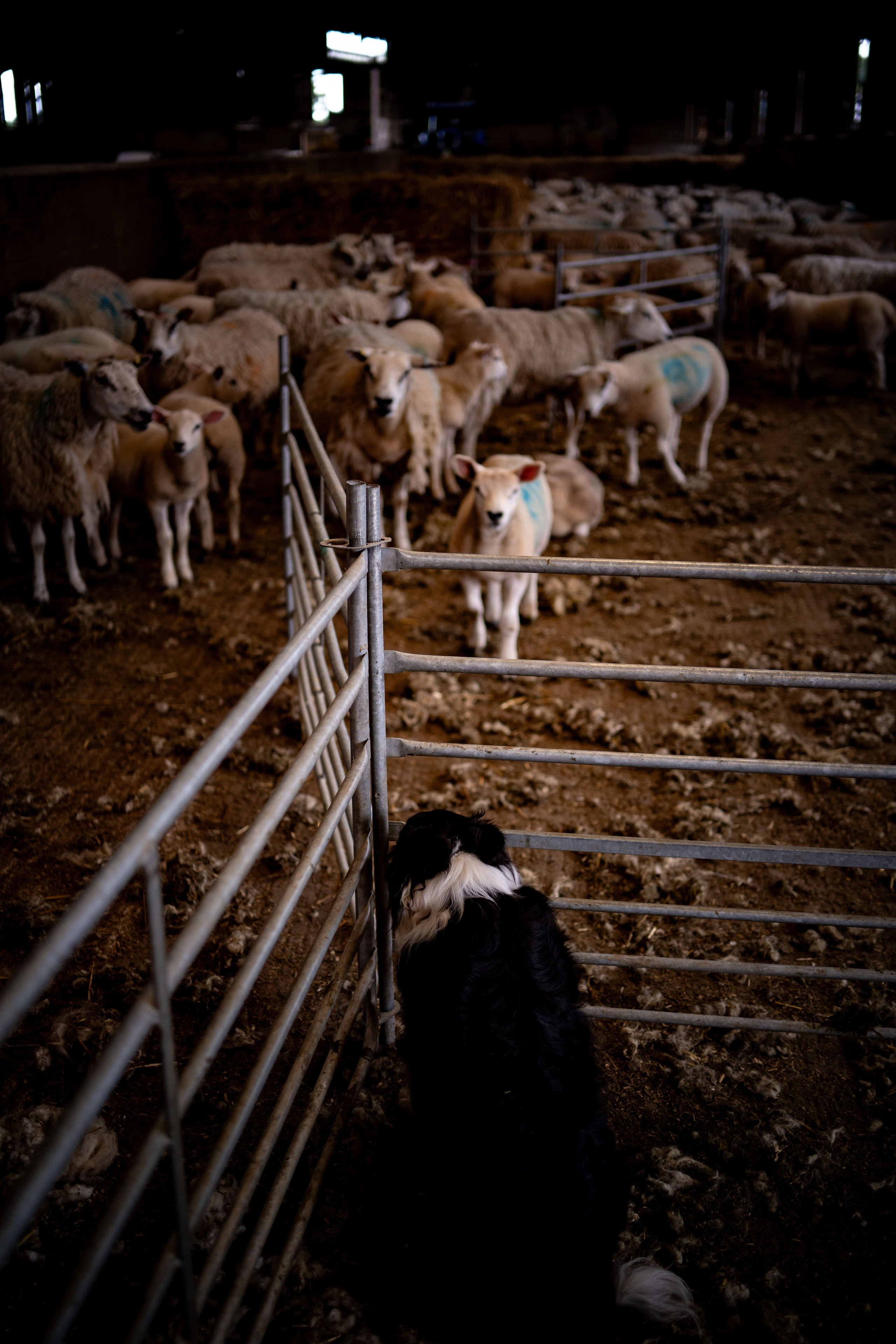 Farm Life. Ryan Hewitt Photographer