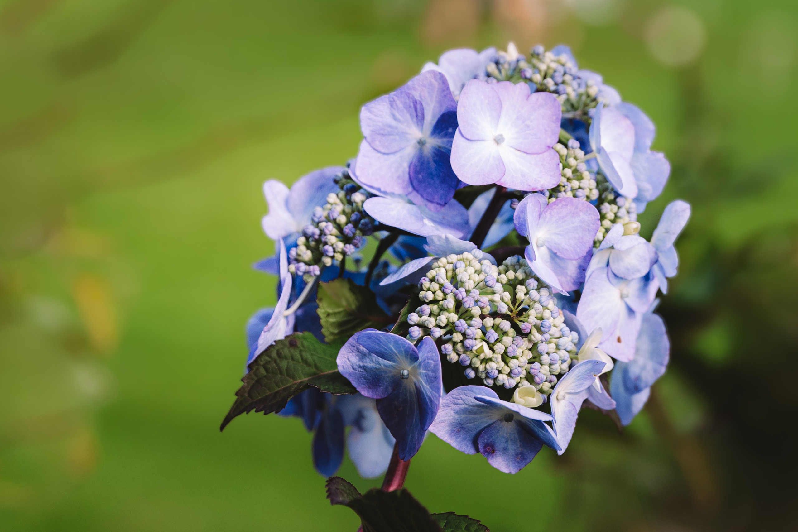 BobFest'23 in 2 days — TRUE LEGEND. September, 2023. Timeless Wedding & Event Photography from London to the world