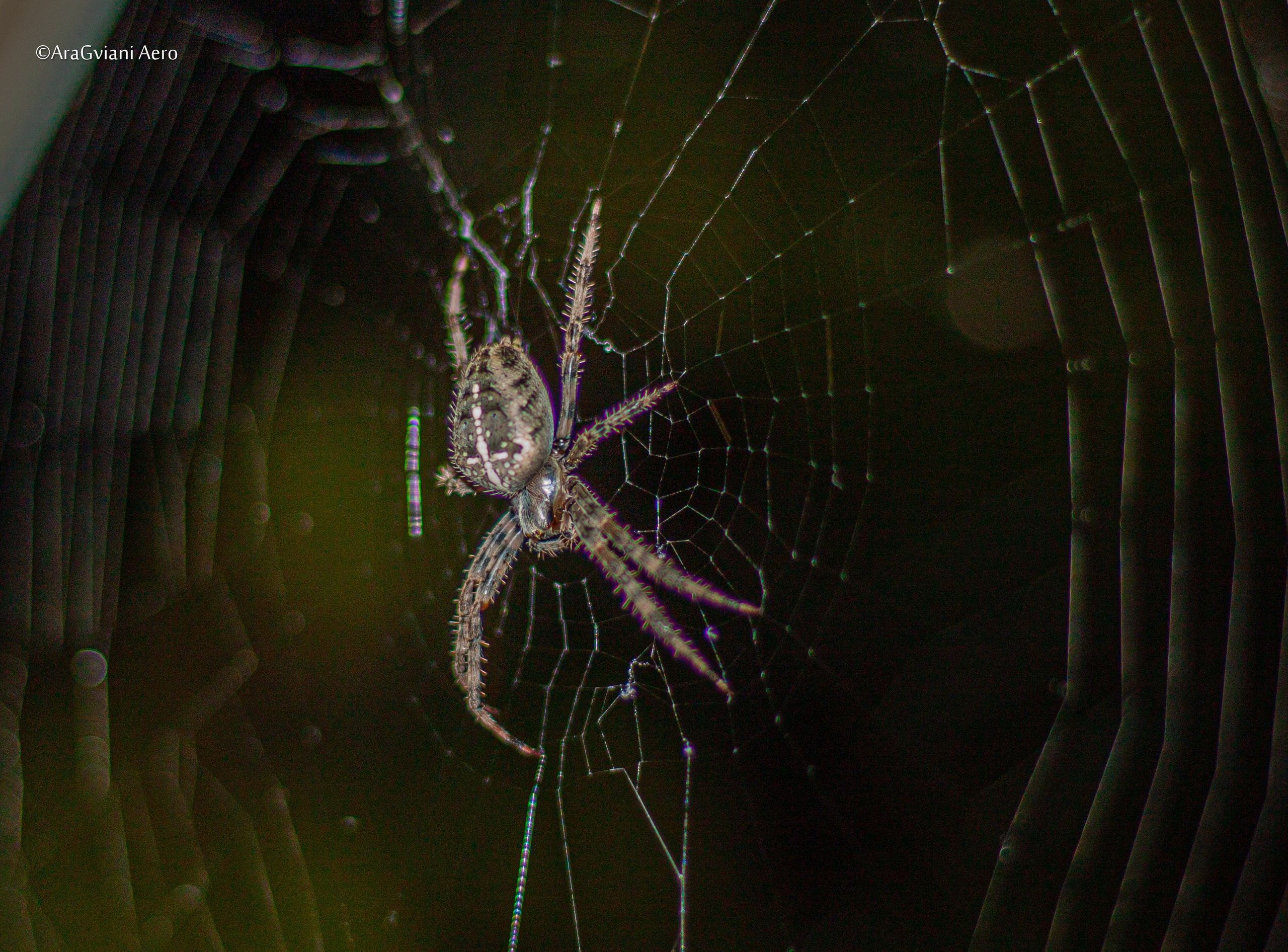 ბუნება. FramefreeMan