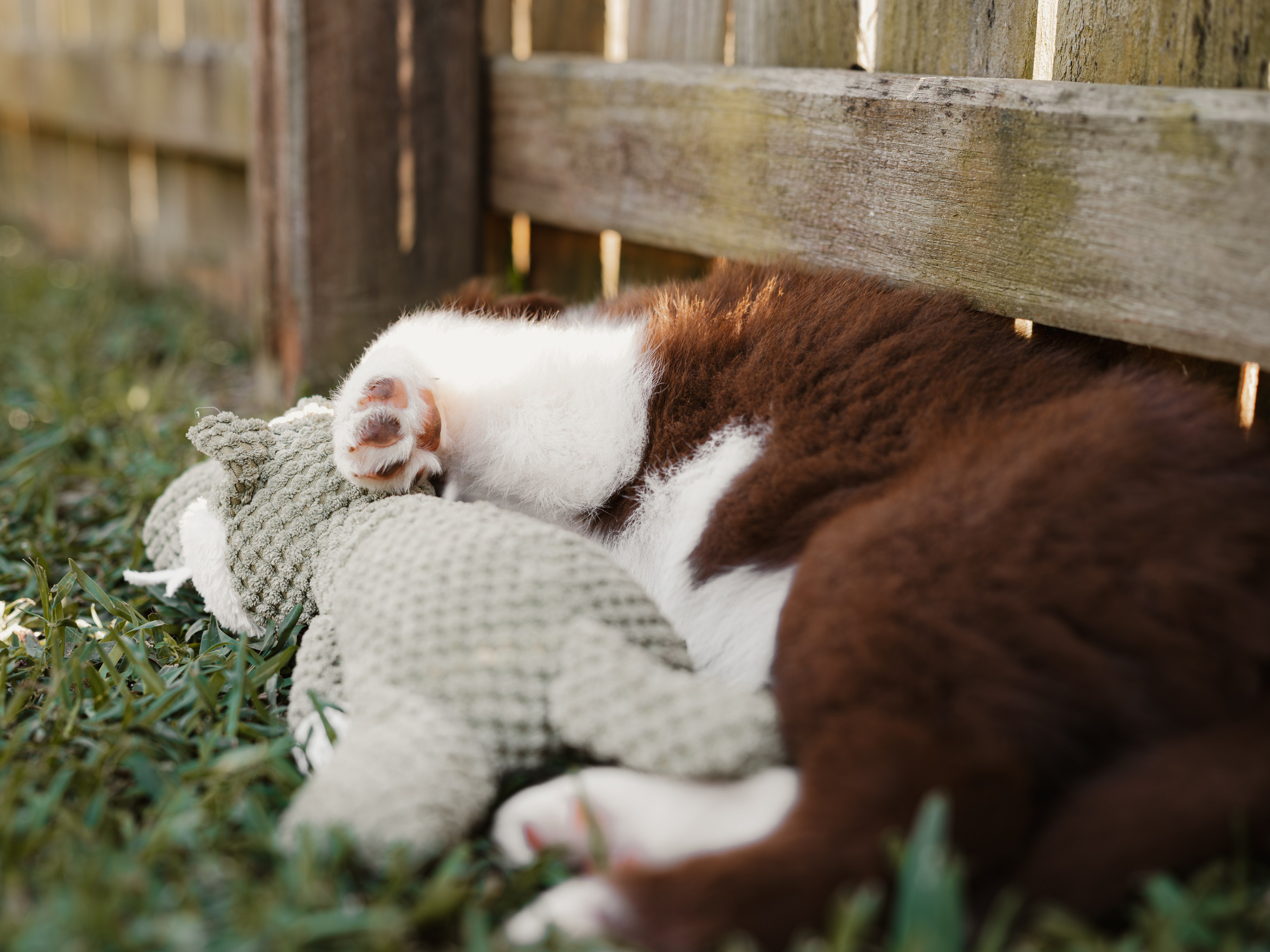 Goldies Collies — Pups. Natural and candid photography Jean Santiago