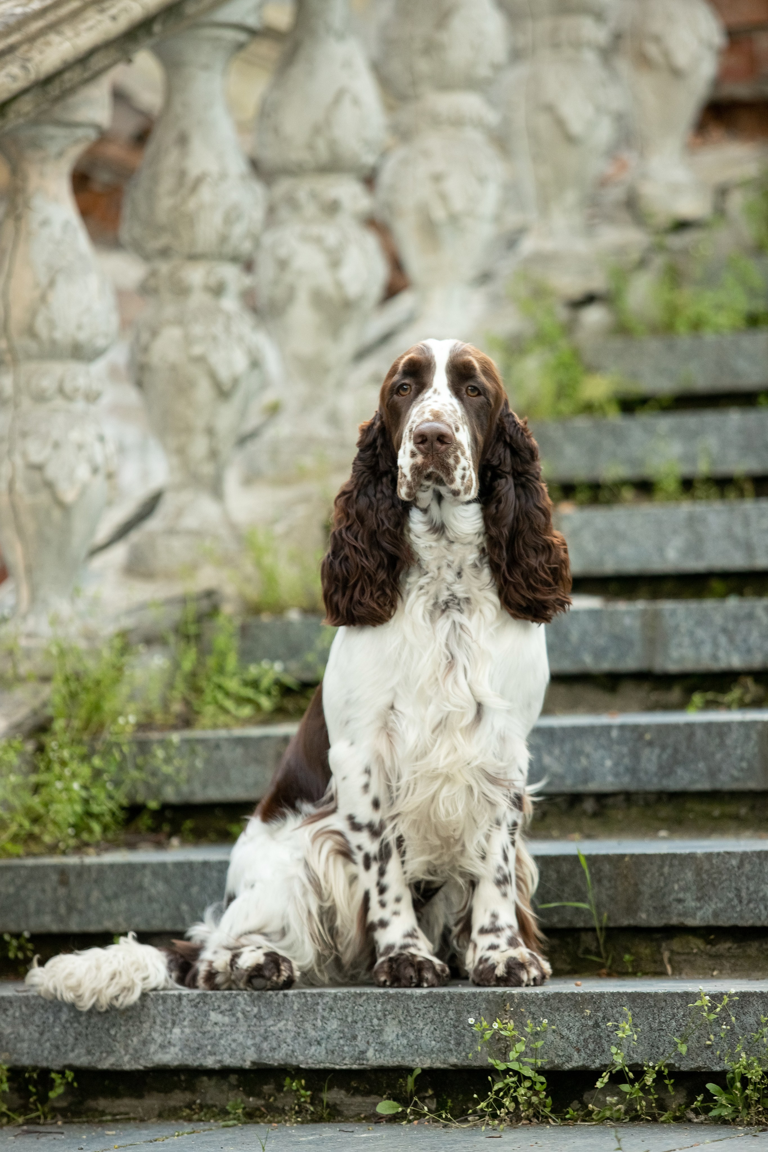 portrait of an English Springer Spaniel