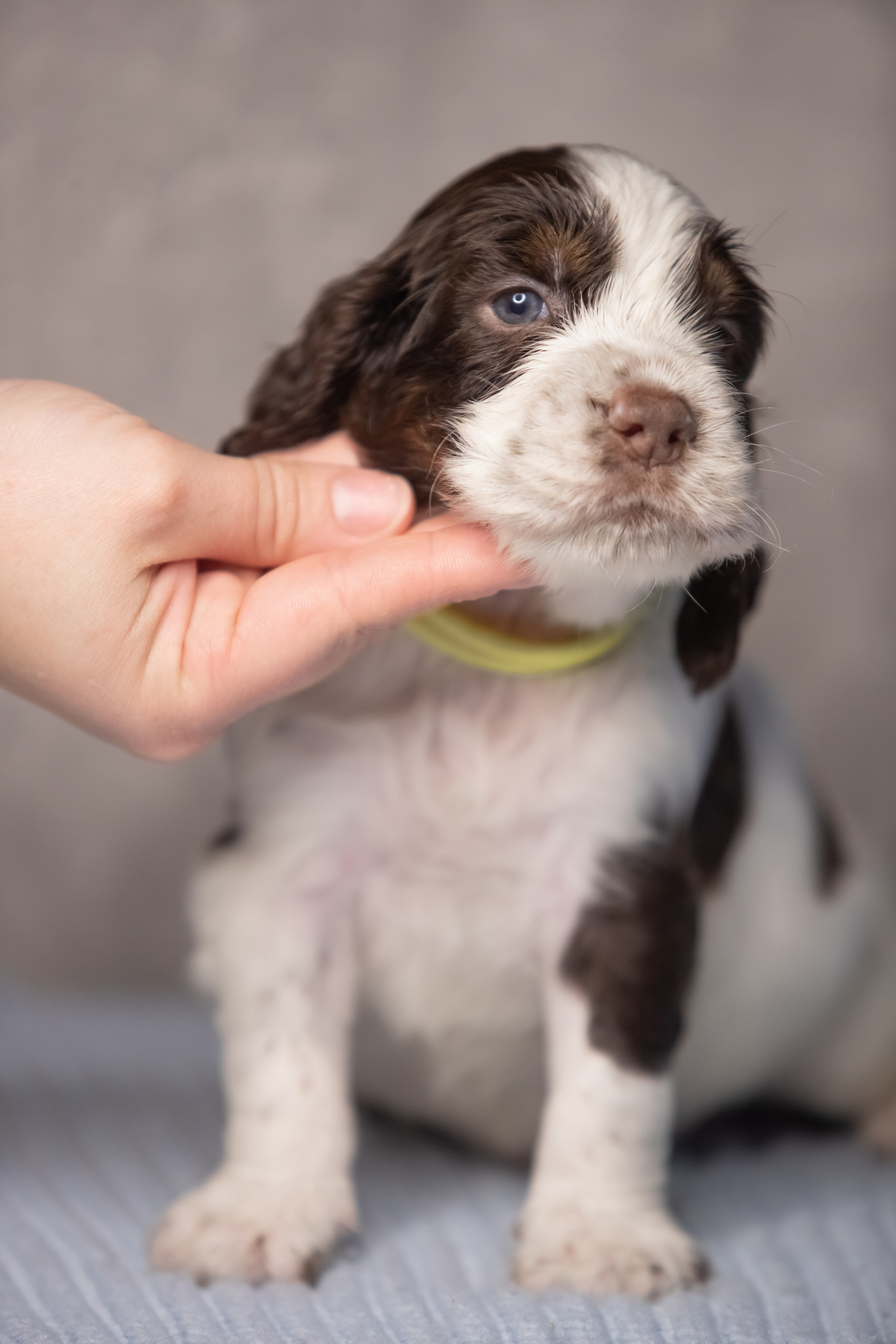 Male — Yellow collar 💛. Website of the titled stud dog of the Springer Spaniel breed