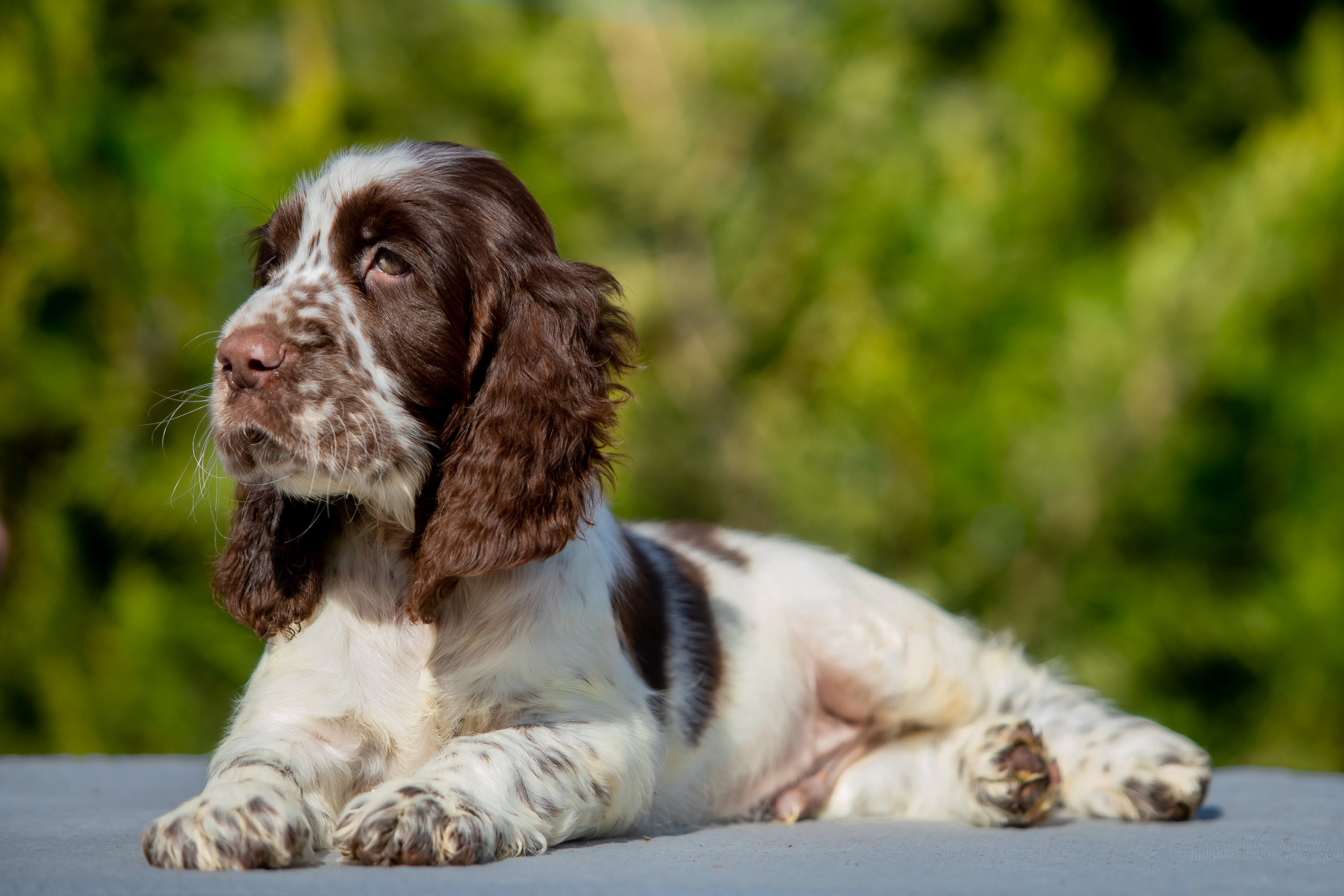 Male — Orange collar 🧡. Website of the titled stud dog of the Springer Spaniel breed