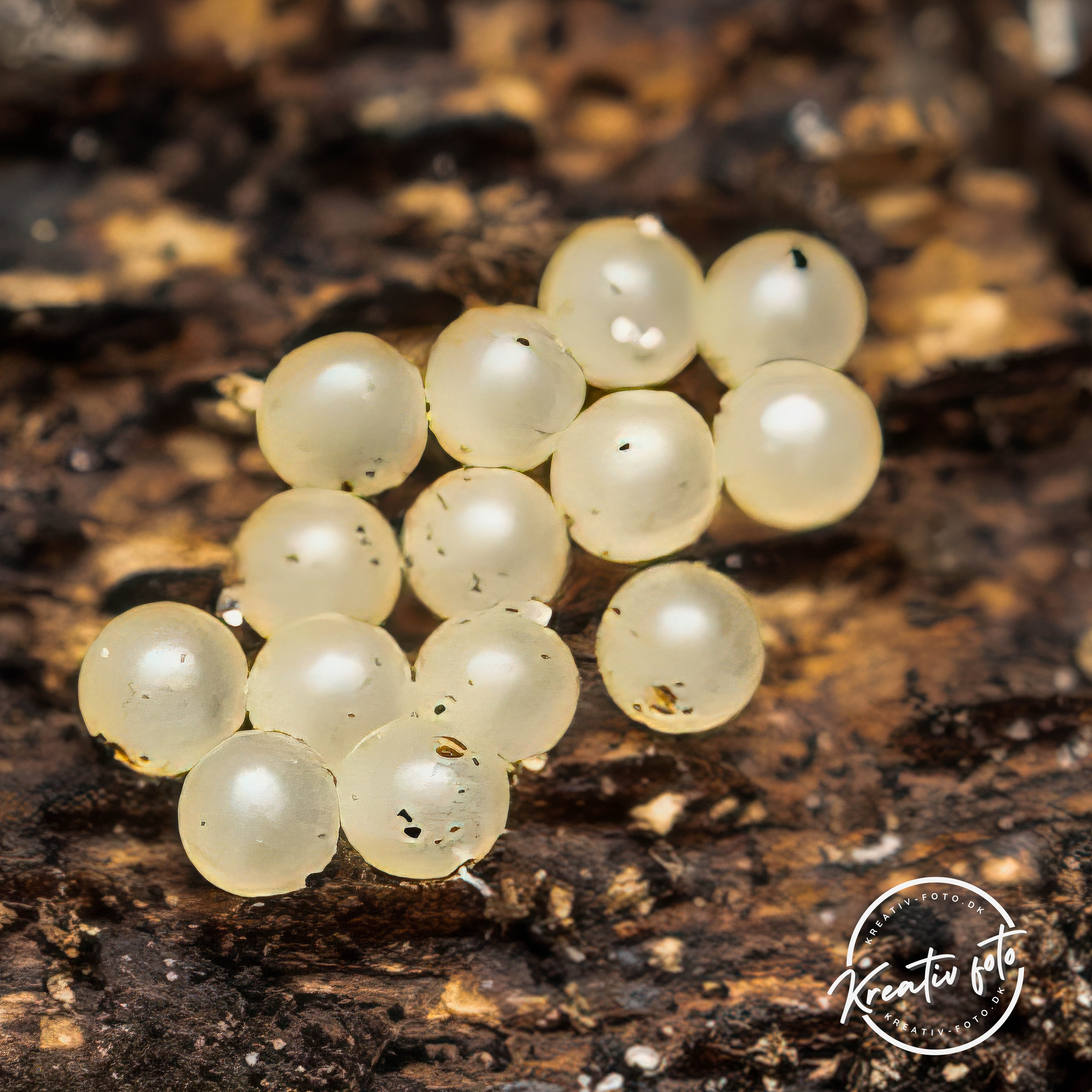 Forår. Fotograf Aarhus | Portrætfoto Århus | Flotte billeder