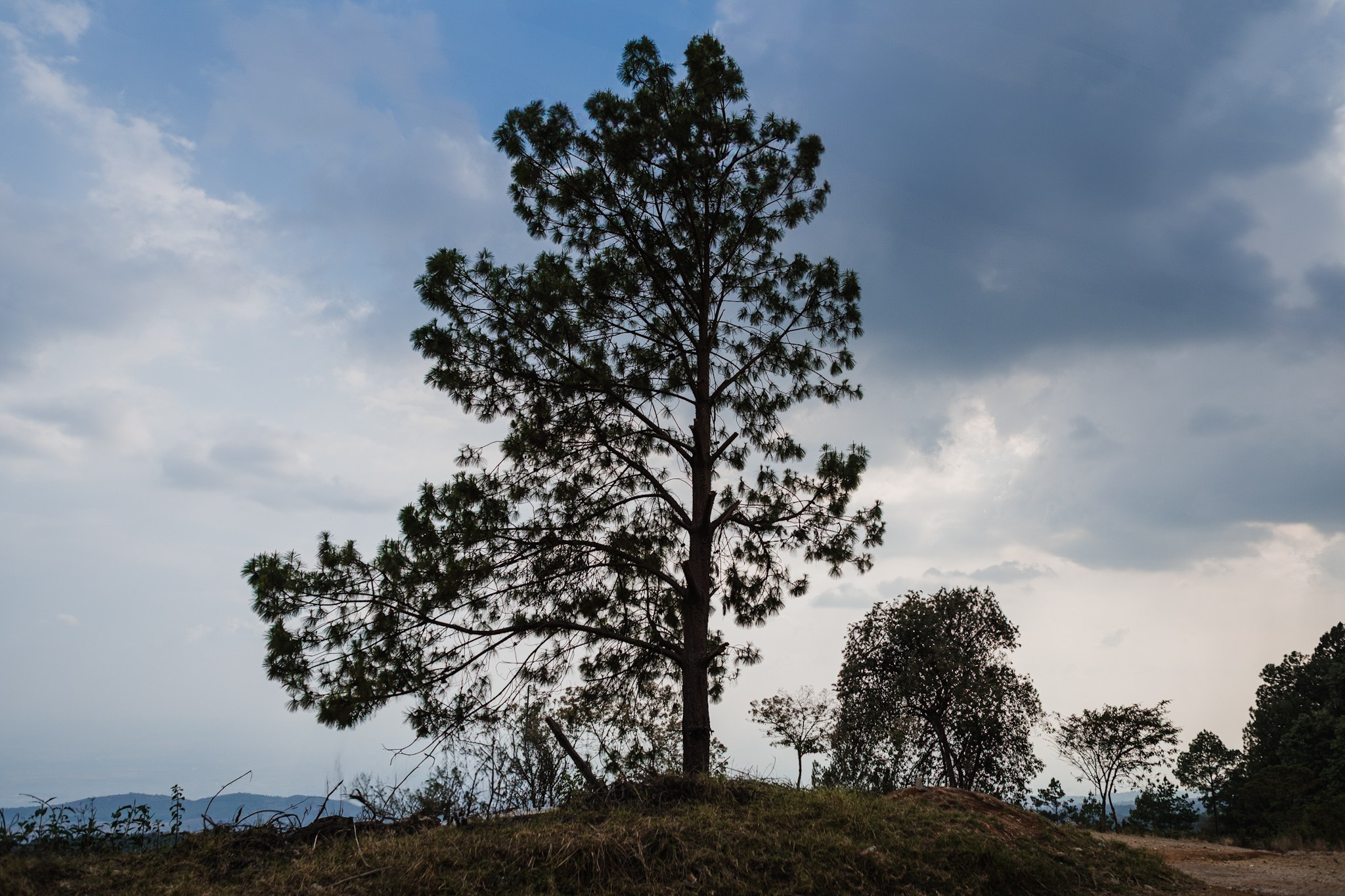 Bosques de San Cristóbal. 2025. Fotógrafo en Villahermosa | ERALPUCHE